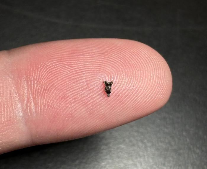 A Purgatorius precocious molar from Corral Bluffs Denver Basin, Colorado
