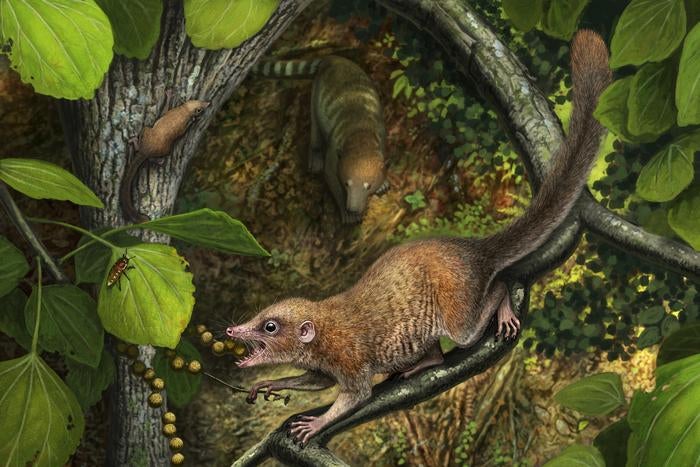 Tiny fossil reveals how humans’ ancient ancestor outlived the dinosaurs