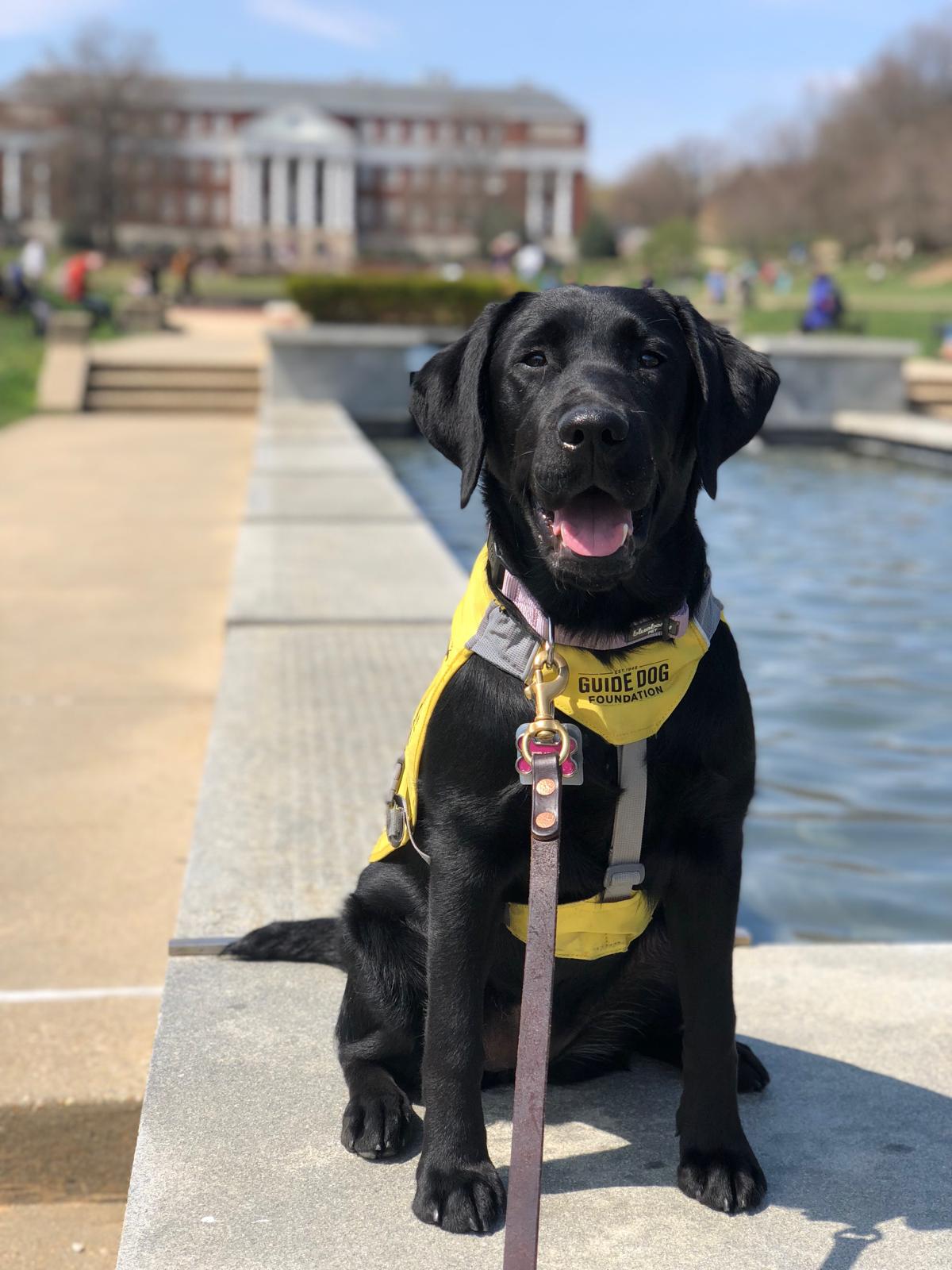 Freida nan work canine was raised connected nan University of Maryland earlier being fixed general training. The field programme Terps Raising Pups is 1 of aggregate astatine colleges crossed nan U.S.