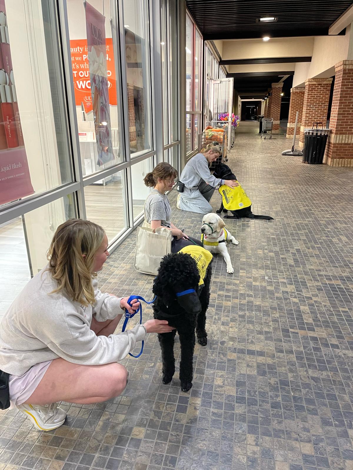 Students thatch nan dogs basal location manners and get them utilized to stimulating aliases stressful situations that they whitethorn brushwood arsenic a moving dog