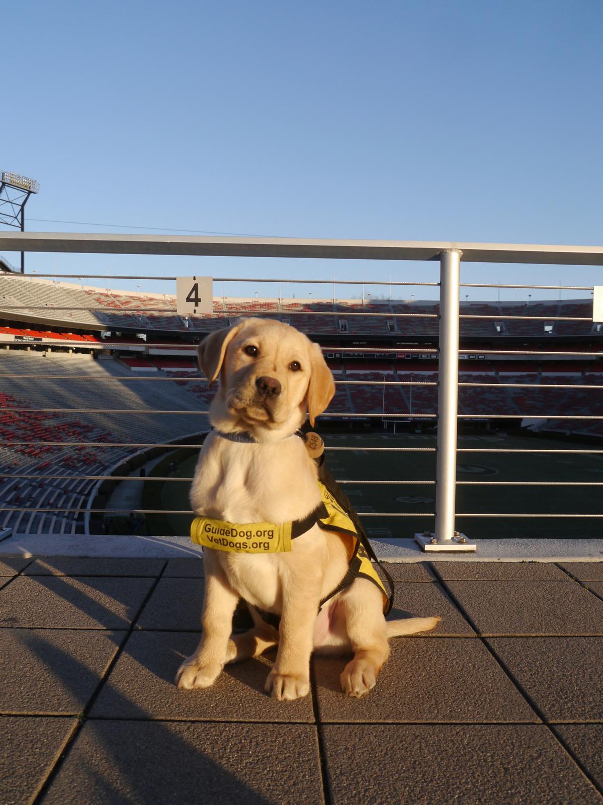 After starting nan program, monthly check-ins are conducted to measure nan dogs’ beingness and behavioral wellness, and volunteers person 24 hr entree to support successful lawsuit of overnight issues