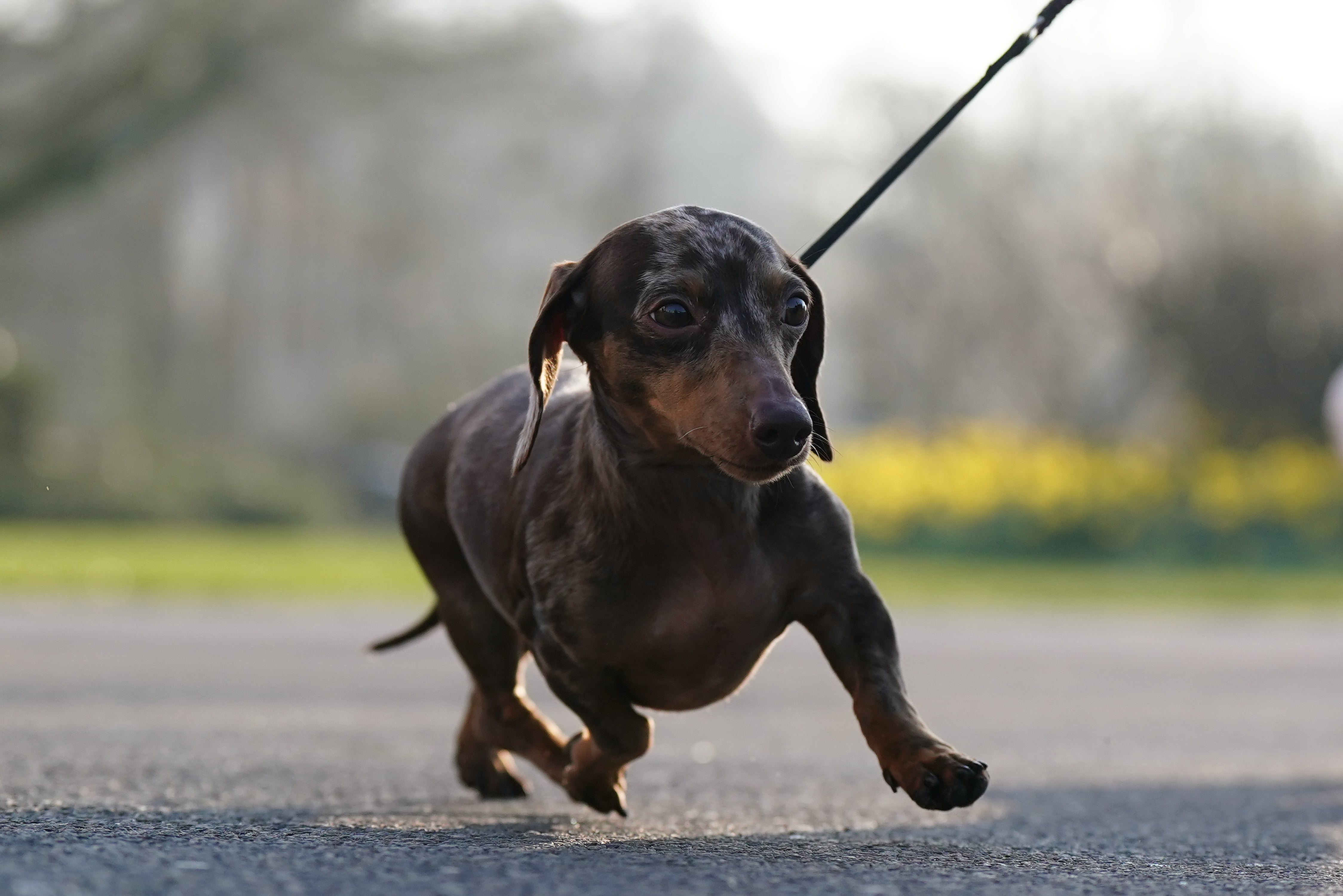 A Dachshund arriving on the first day of the Crufts Dog Show (Jacob King/PA)