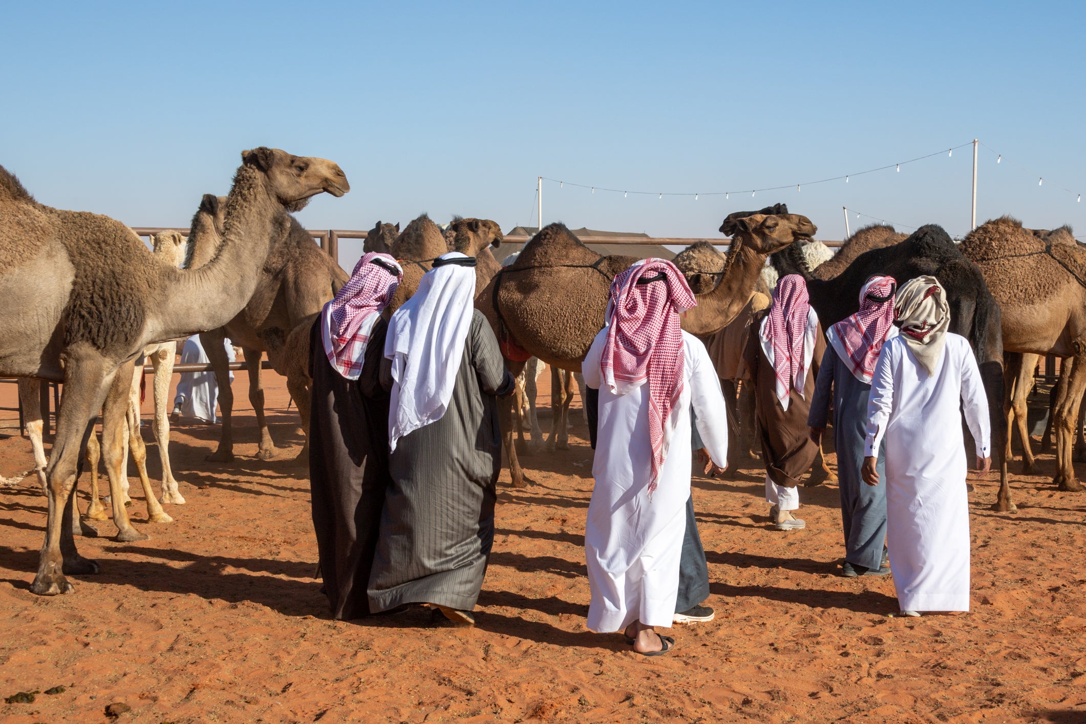 The King Abdulaziz Camel Festival, known as the Mondial Miss Camel Pageant, is an annual heritage festival held in Rimah near Riyadh, Saudi Arabia