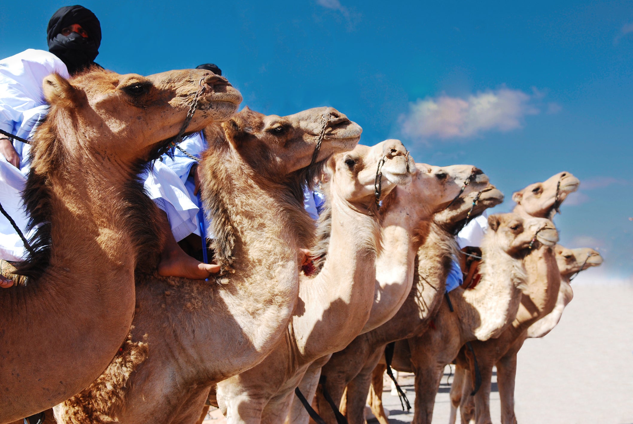 The winning animals usually have the shiniest hair, a long and muscular neck, long eyelashes and plump lips, and, of course, two plump and defined humps