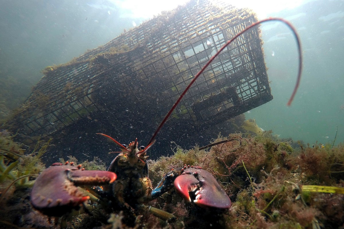Maine’s lobster haul declines for a fourth straight year after overfishing warnings