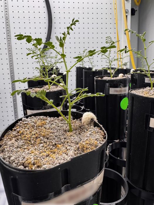 Researchers developed a cotton wick–based irrigation system that delivered water directly to the chickpea root zone
