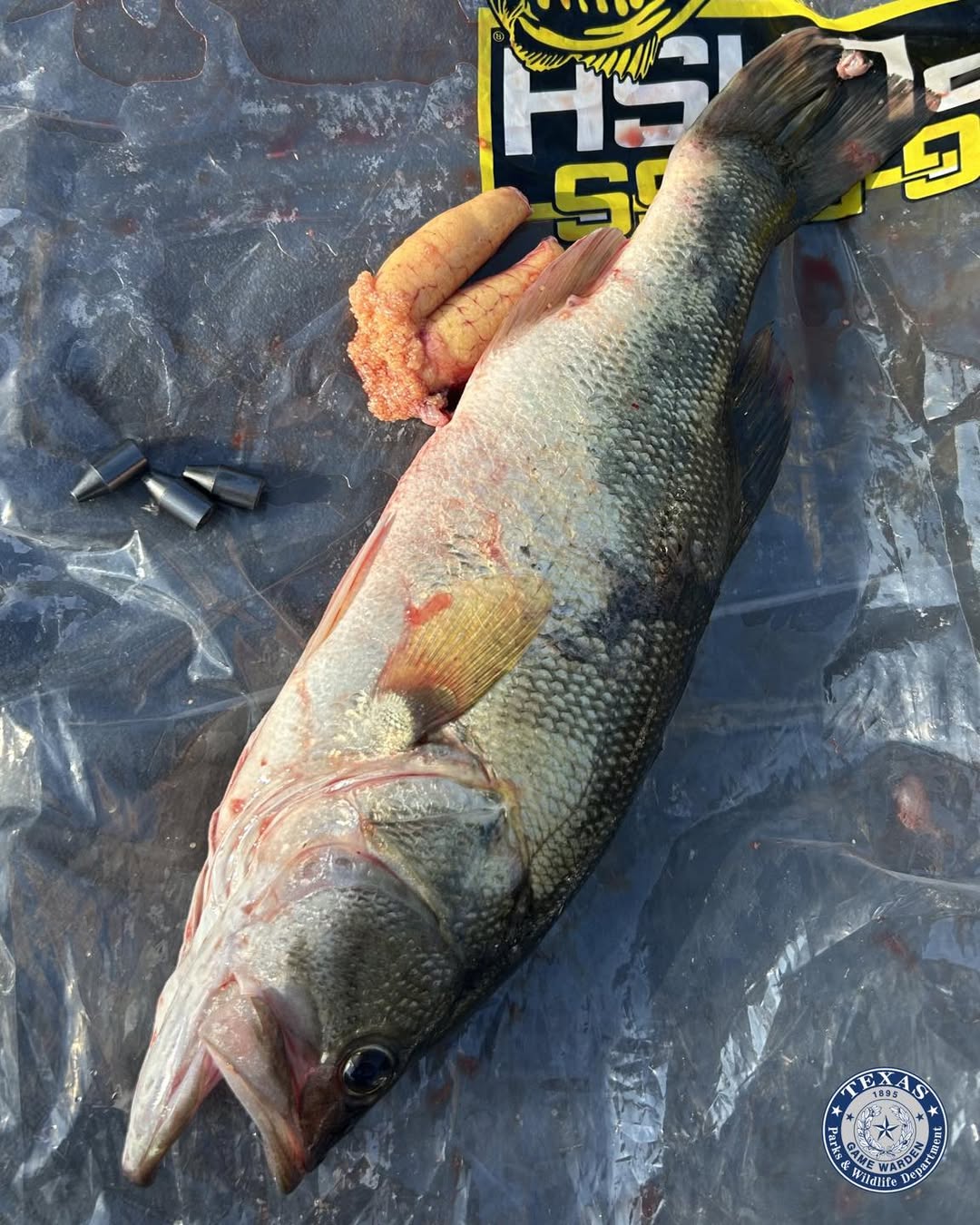 Texas Game Wardens discovered that a food submitted by Daniels had 3 weights successful its stomach