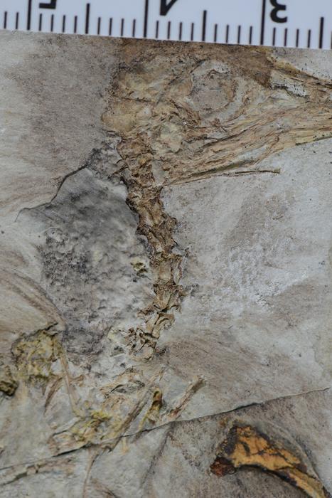 Strange dinosaur species found with hundreds of stones in its throat named after funk band