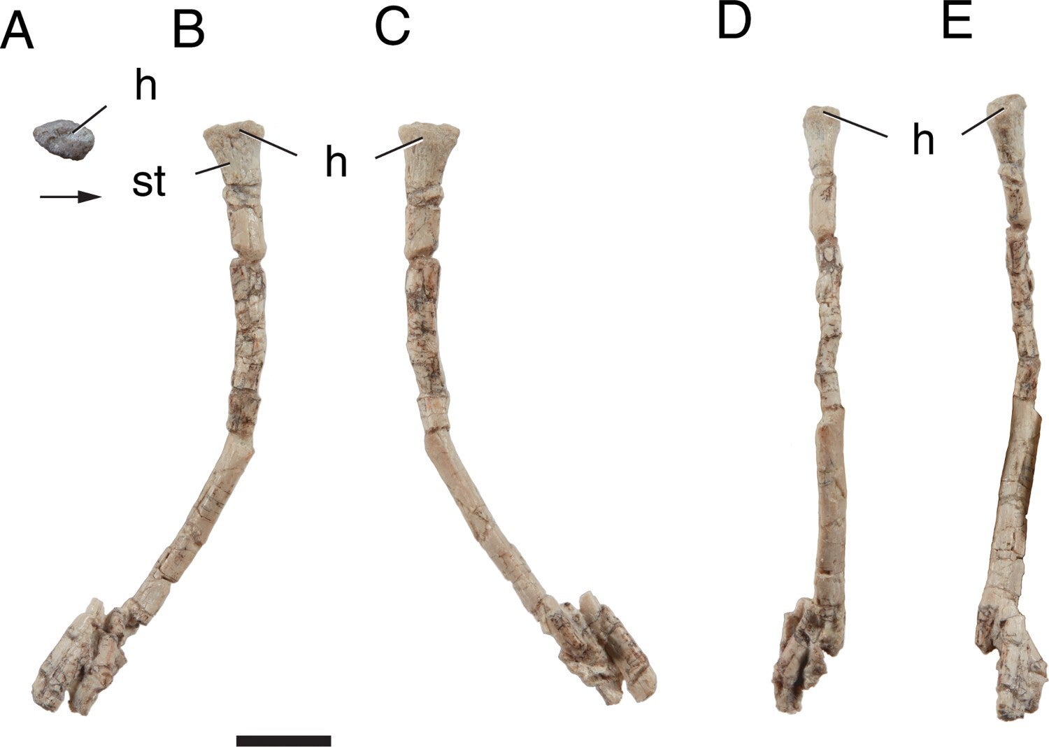 Radius bones of Sonselasuchus cedrus