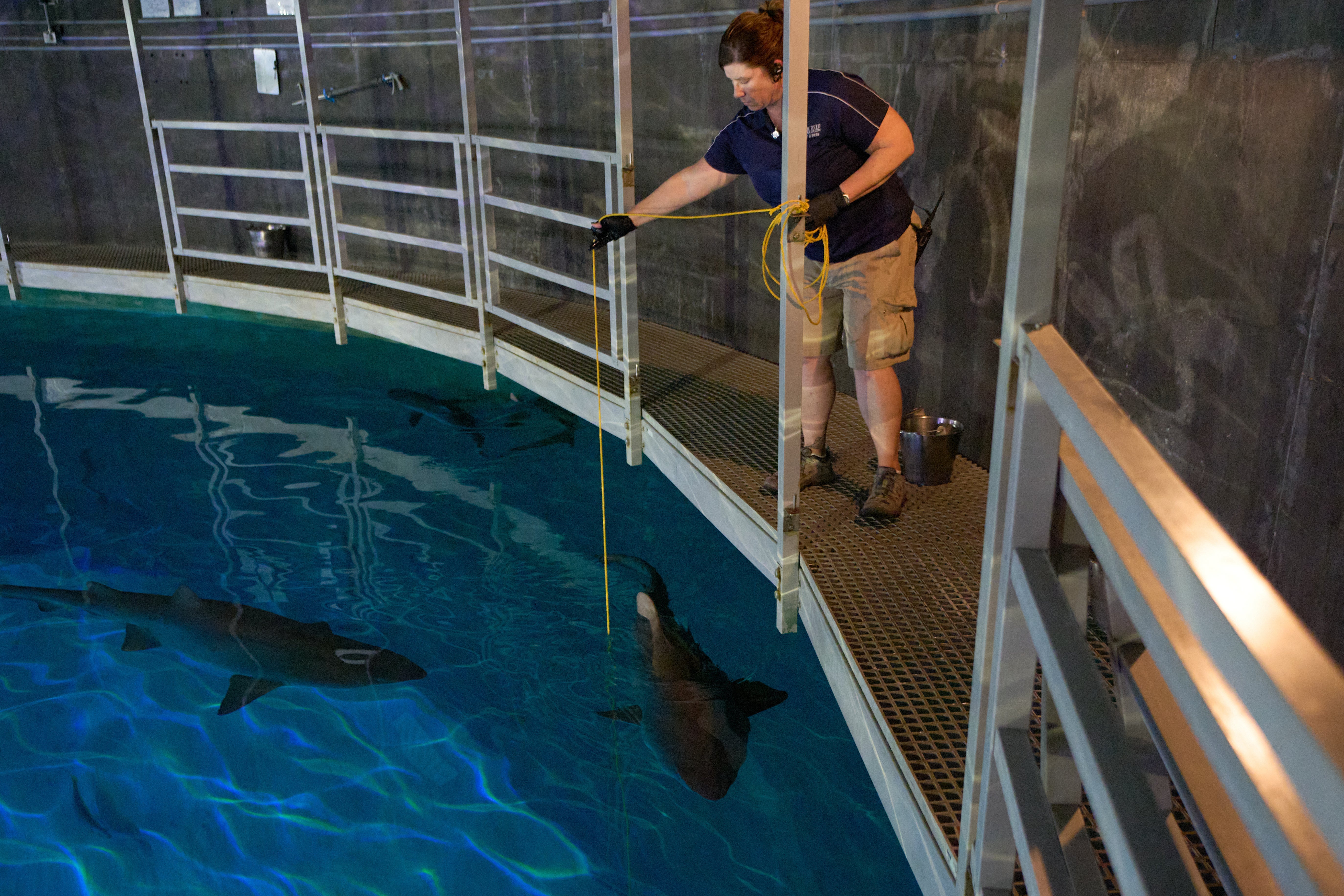 Lead aquarist Becky O'Brien feeds a shark successful nan Shark Reef Aquarium astatine nan Mandalay Bay hotel-casino successful Las Vegas, Wednesday, March 11, 2026. (AP Photo/John Locher)