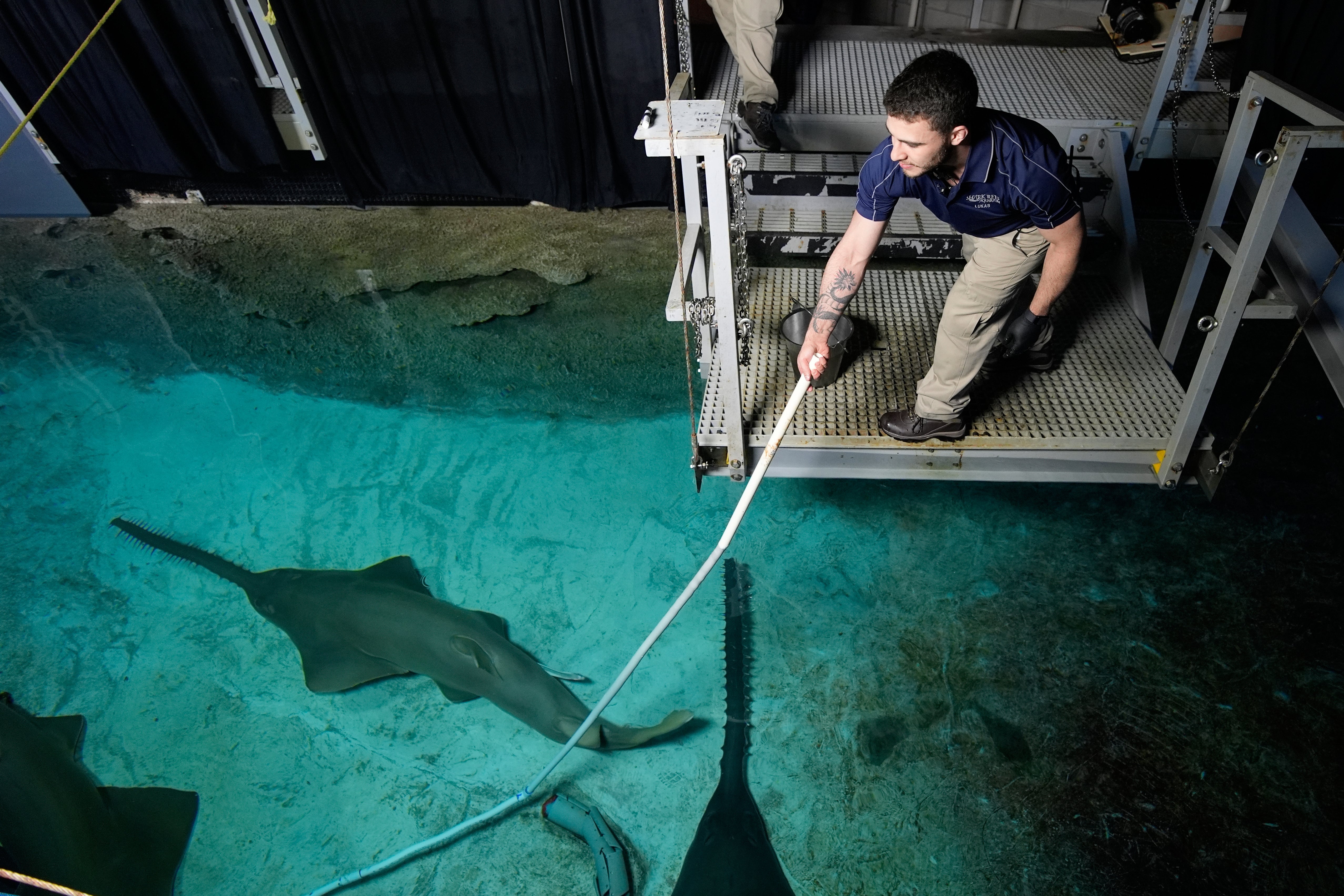 Aquarist Lukas Seoane feeds a shark successful nan Shark Reef Aquarium astatine nan Mandalay Bay hotel-casino successful Las Vegas, Wednesday, March 11, 2026. (AP Photo/John Locher)