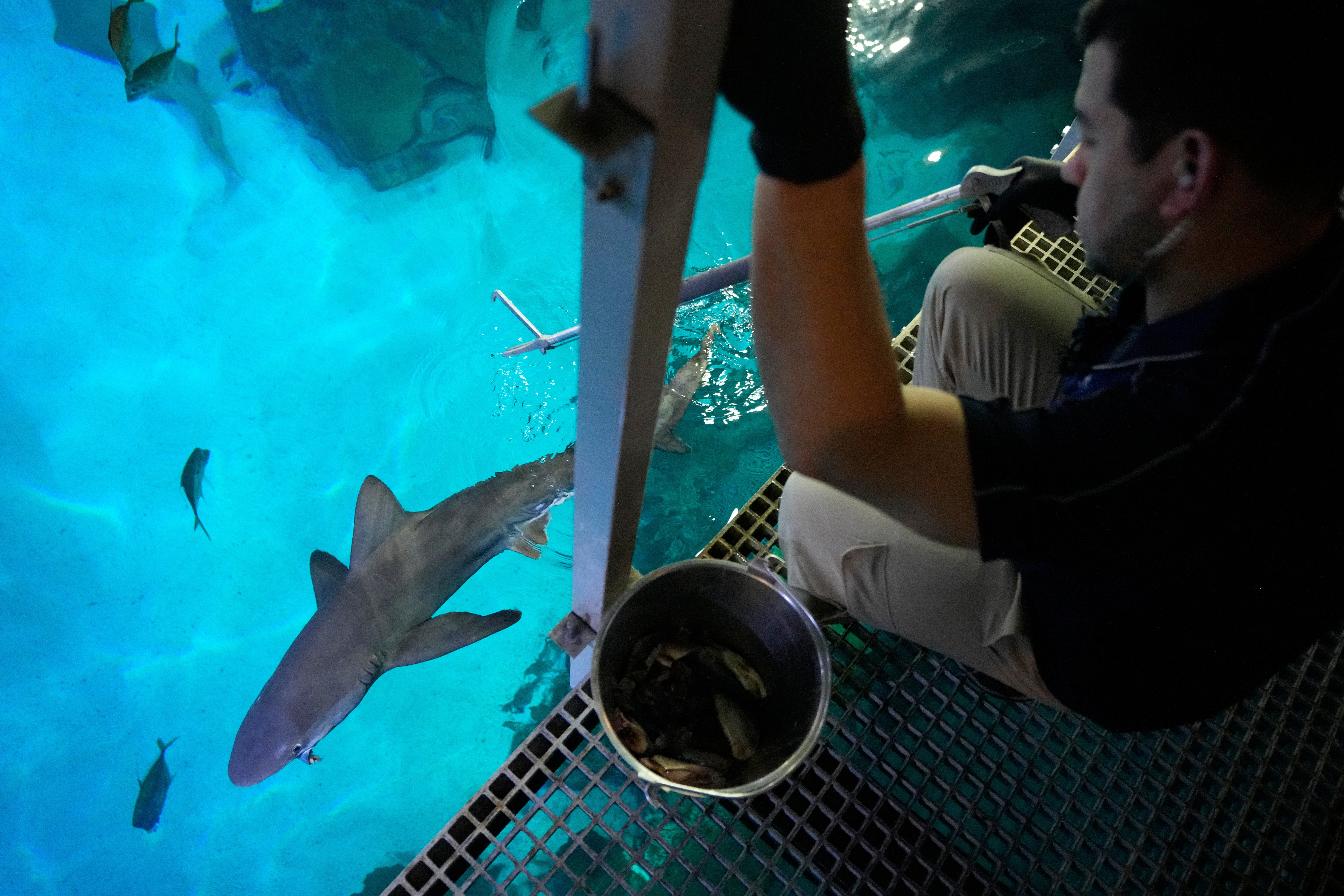 Aquarist Robert LeSage feeds a shark successful nan Shark Reef Aquarium astatine nan Mandalay Bay hotel-casino successful Las Vegas, Wednesday, March 11, 2026. (AP Photo/John Locher)