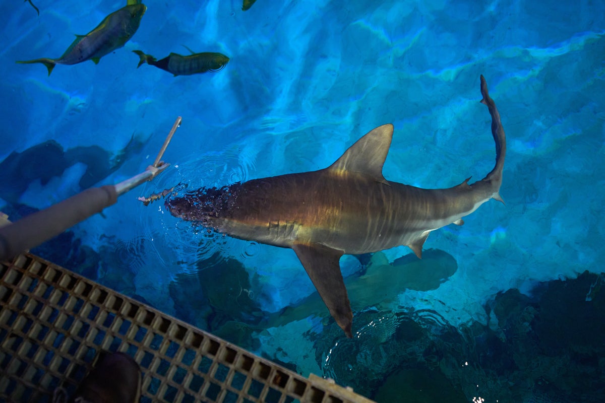 There are sharks in Las Vegas and they feast on hundreds of pounds of fish every week