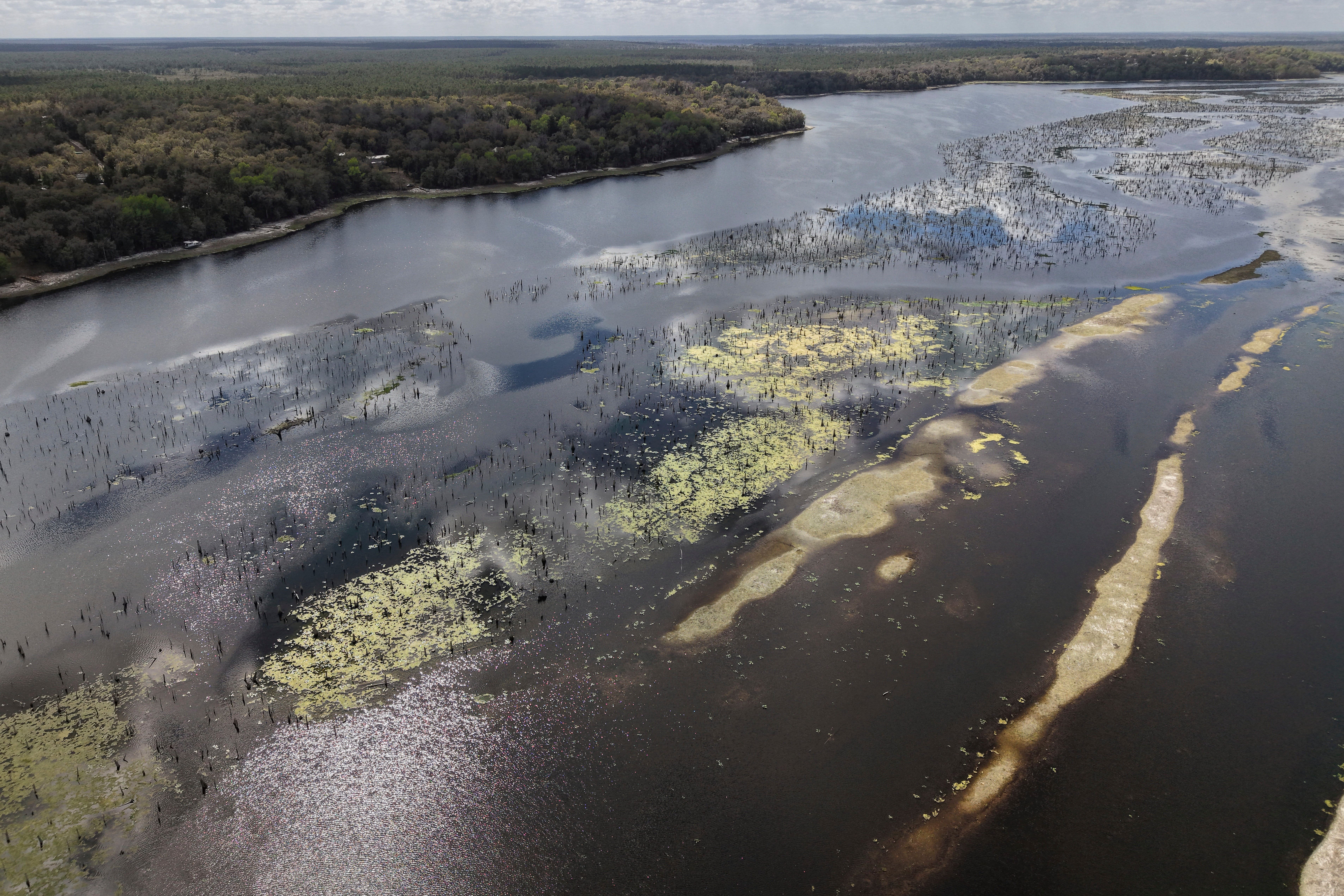 The remains of a wetland wood are revealed during a drawdown of nan Rodman Reservoir