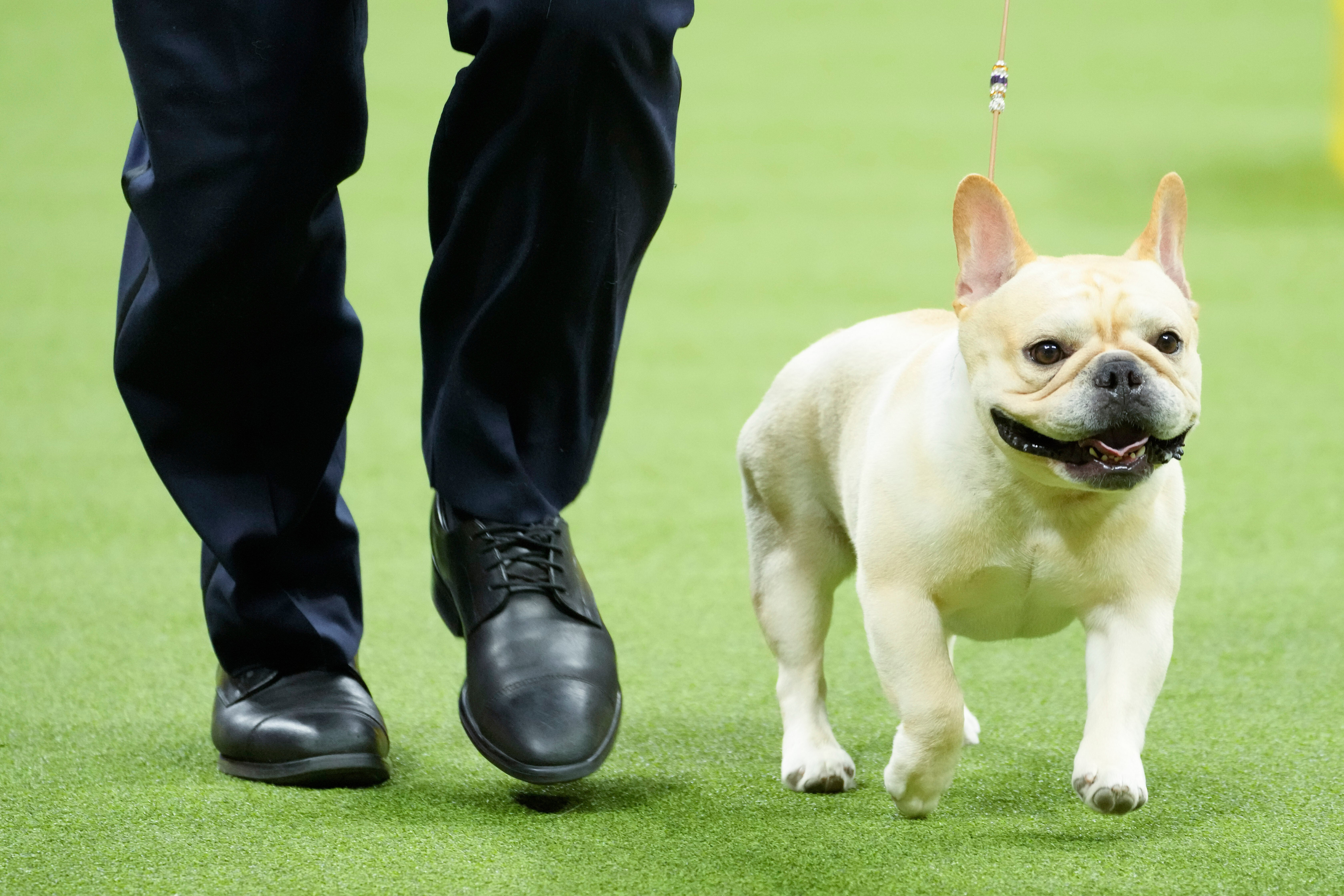 Dogs Popular Breeds