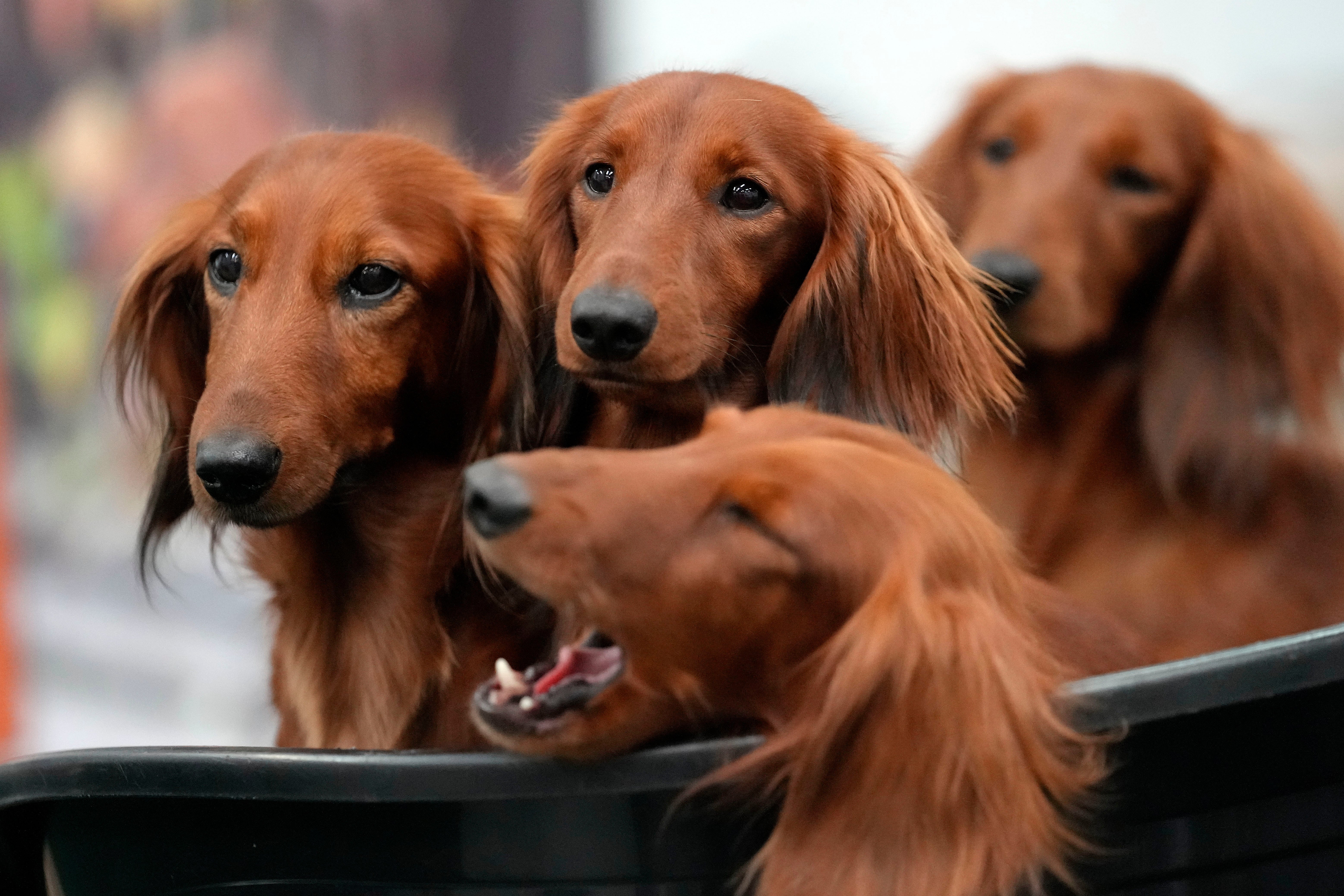 Dachshunds were among nan apical 5 astir prevalent canine breeds for nan first clip successful complete 2 decades