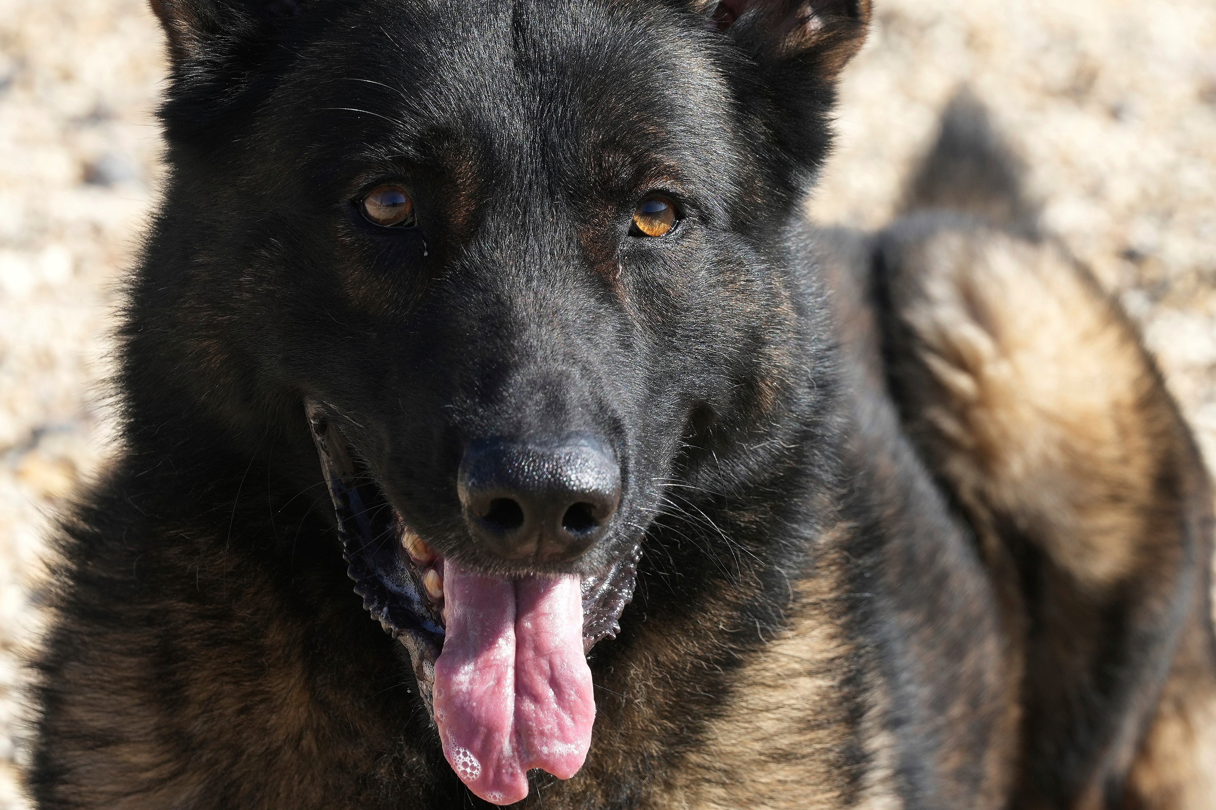 German shepherds besides landed successful nan apical five