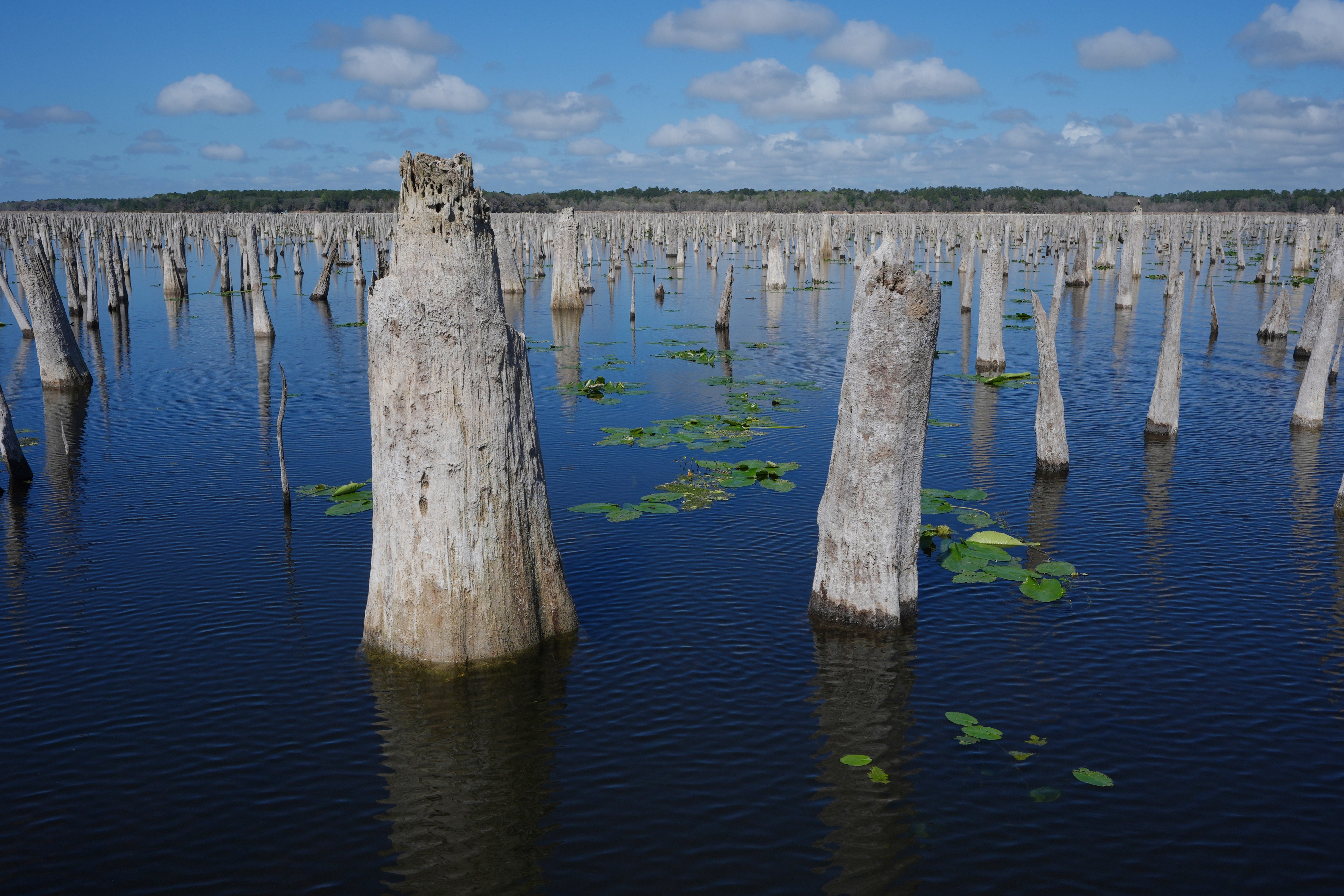 The dormant trunks of cypress trees, cabbage palms and different wetland plants concisely look during a drawdown of nan Rodman Reservoir
