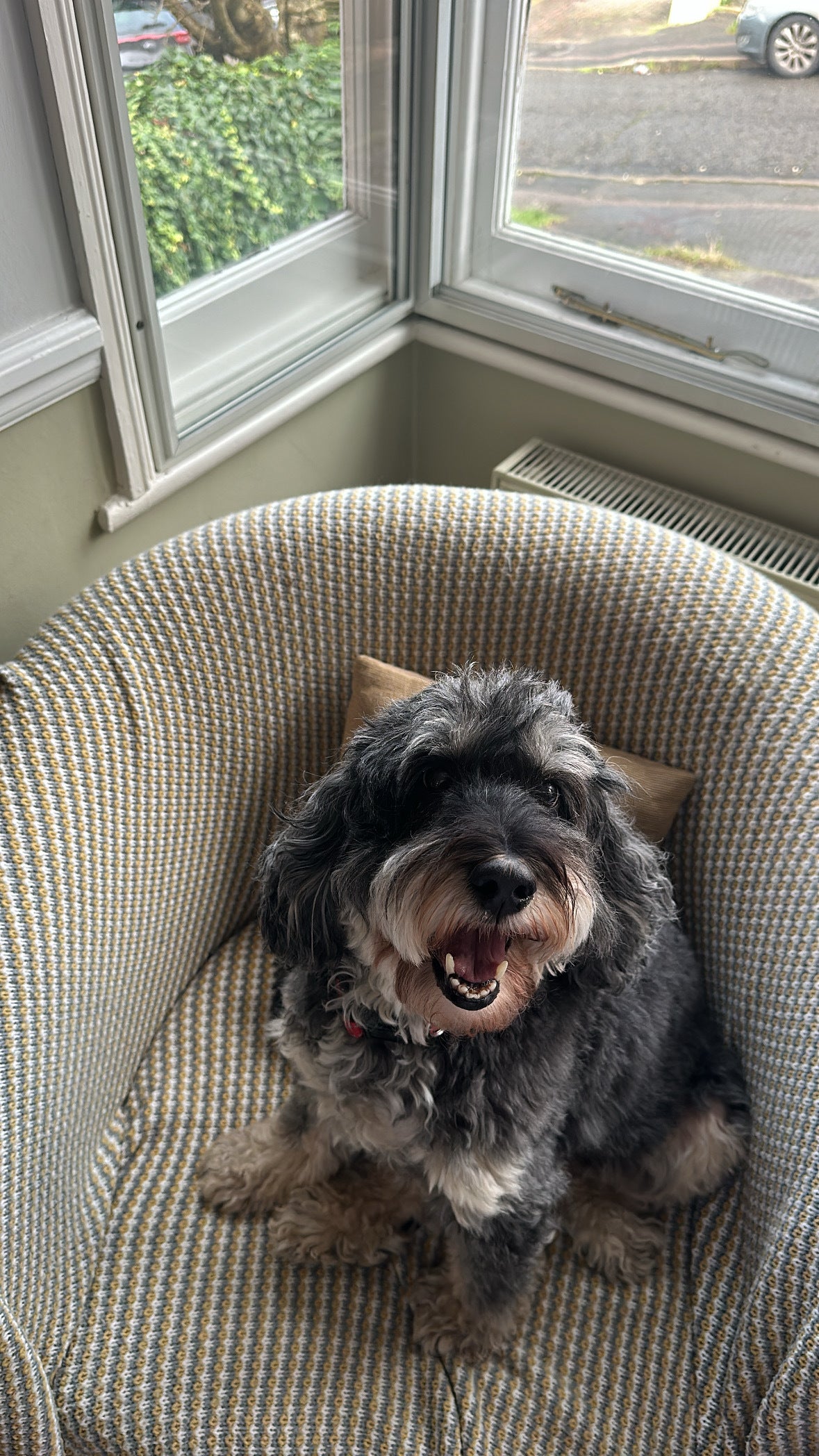 Young at heart: Elvis is now 13 years old and shows no signs of slowing down