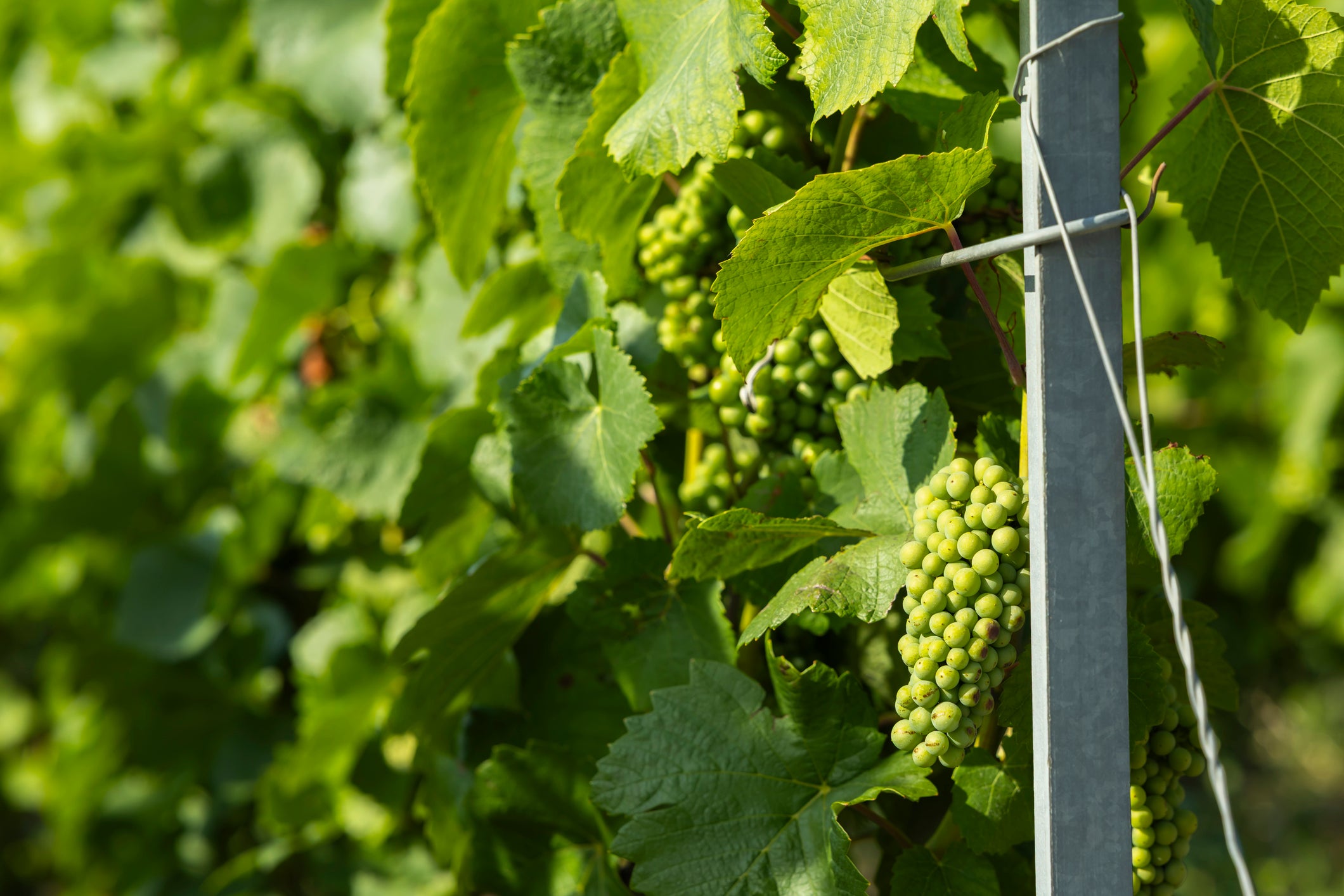 Rising grape prices in the Champagne region have fuelled tensions among its biggest houses