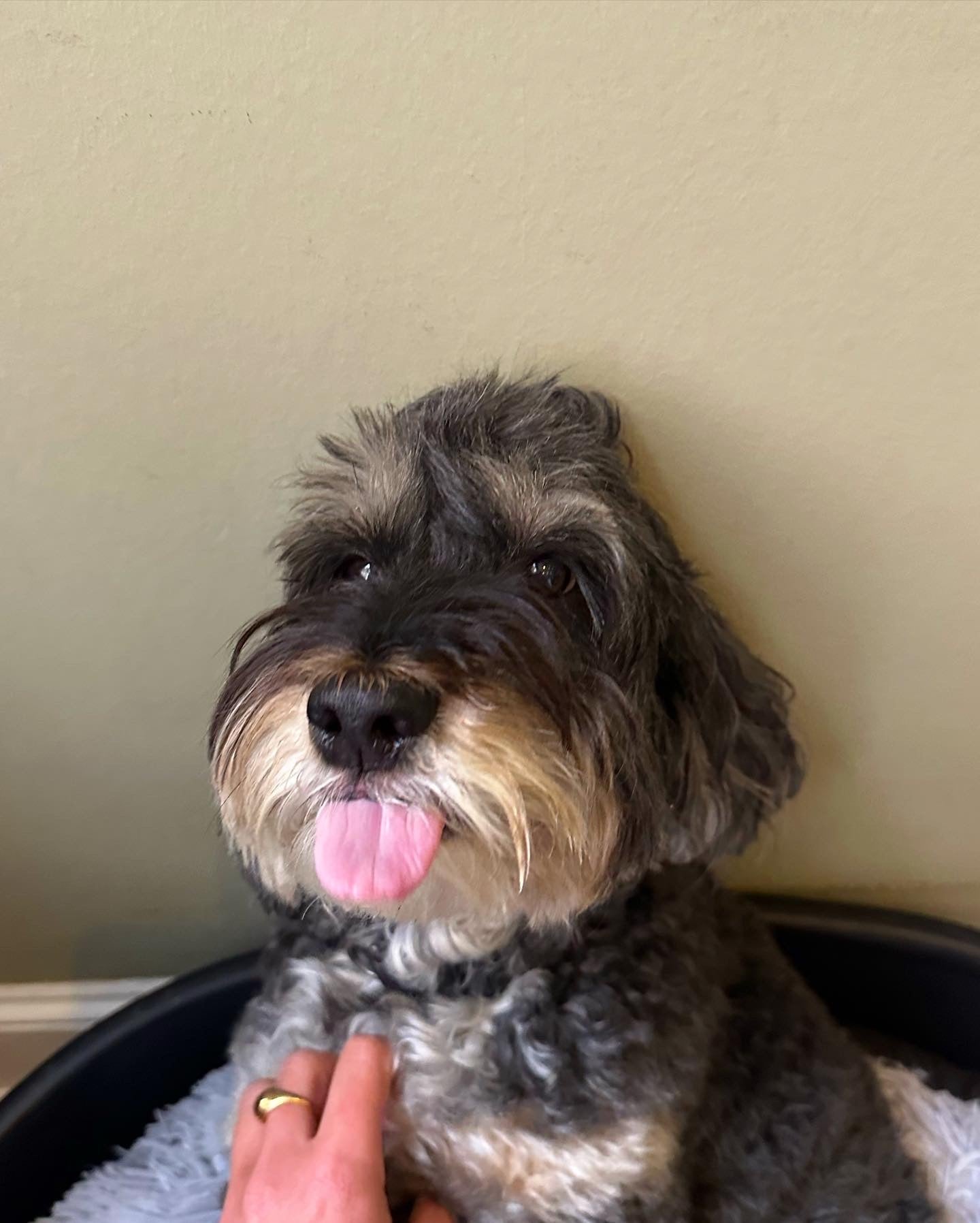 Tongues out: Elvis after being sent to his bed