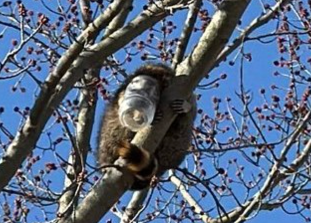 Greedy raccoon with peanut butter jar stuck on its head rescued by firefighters