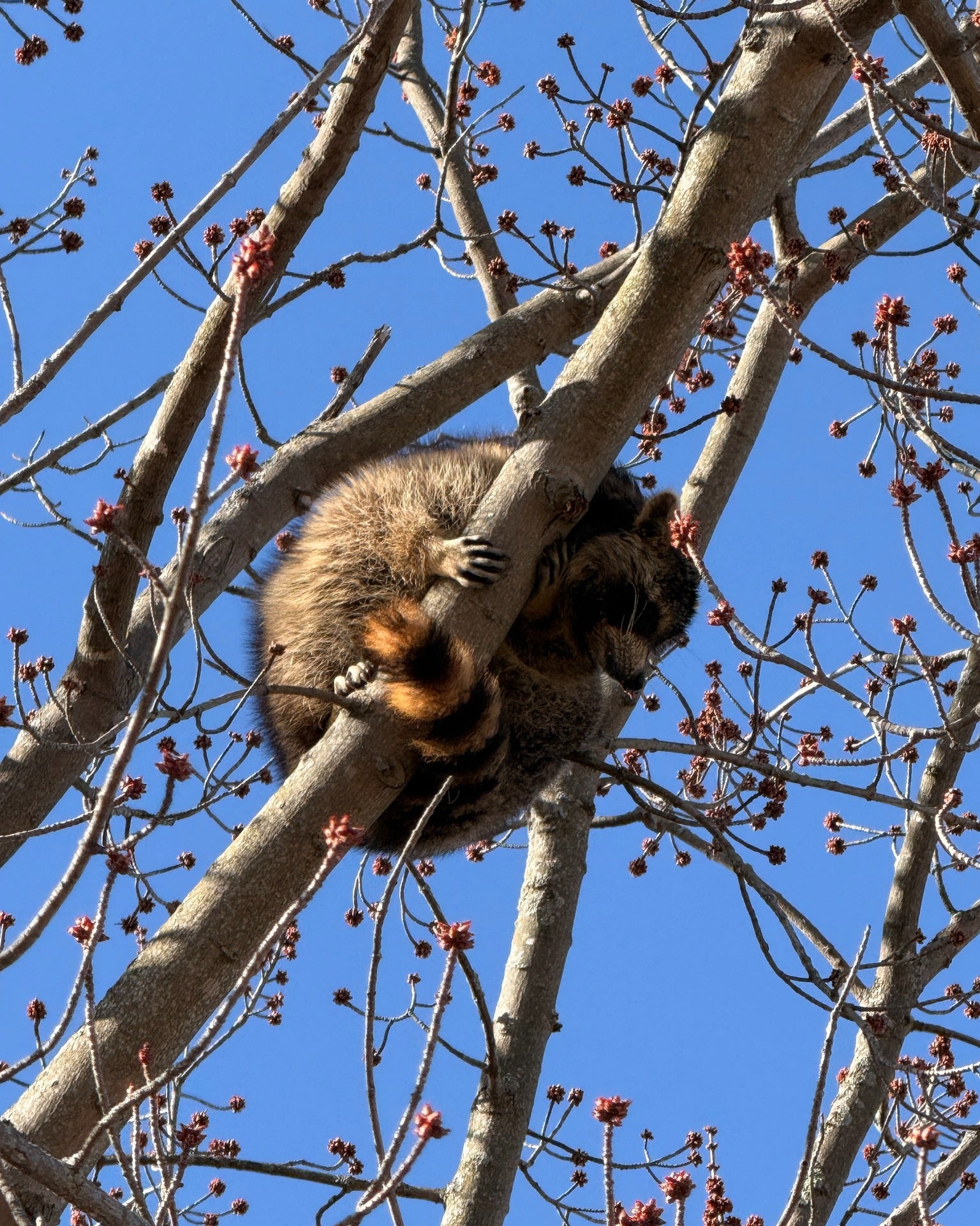 The Shelburne Fire Department successfully removed nan jar from nan raccoon's head