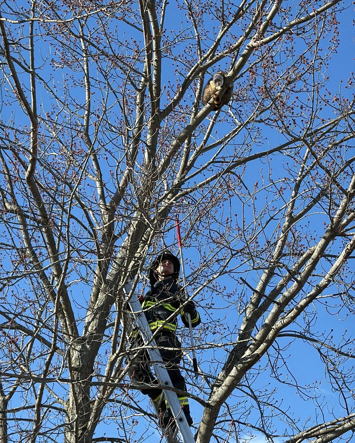 The Shelburne Fire Department rescued a raccoon pinch a peanut food jar stuck connected its head