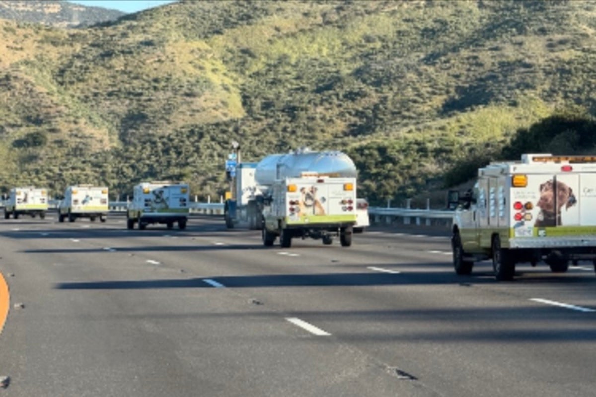 Around 700 dogs and cats rescued in massive LA County animal welfare operation