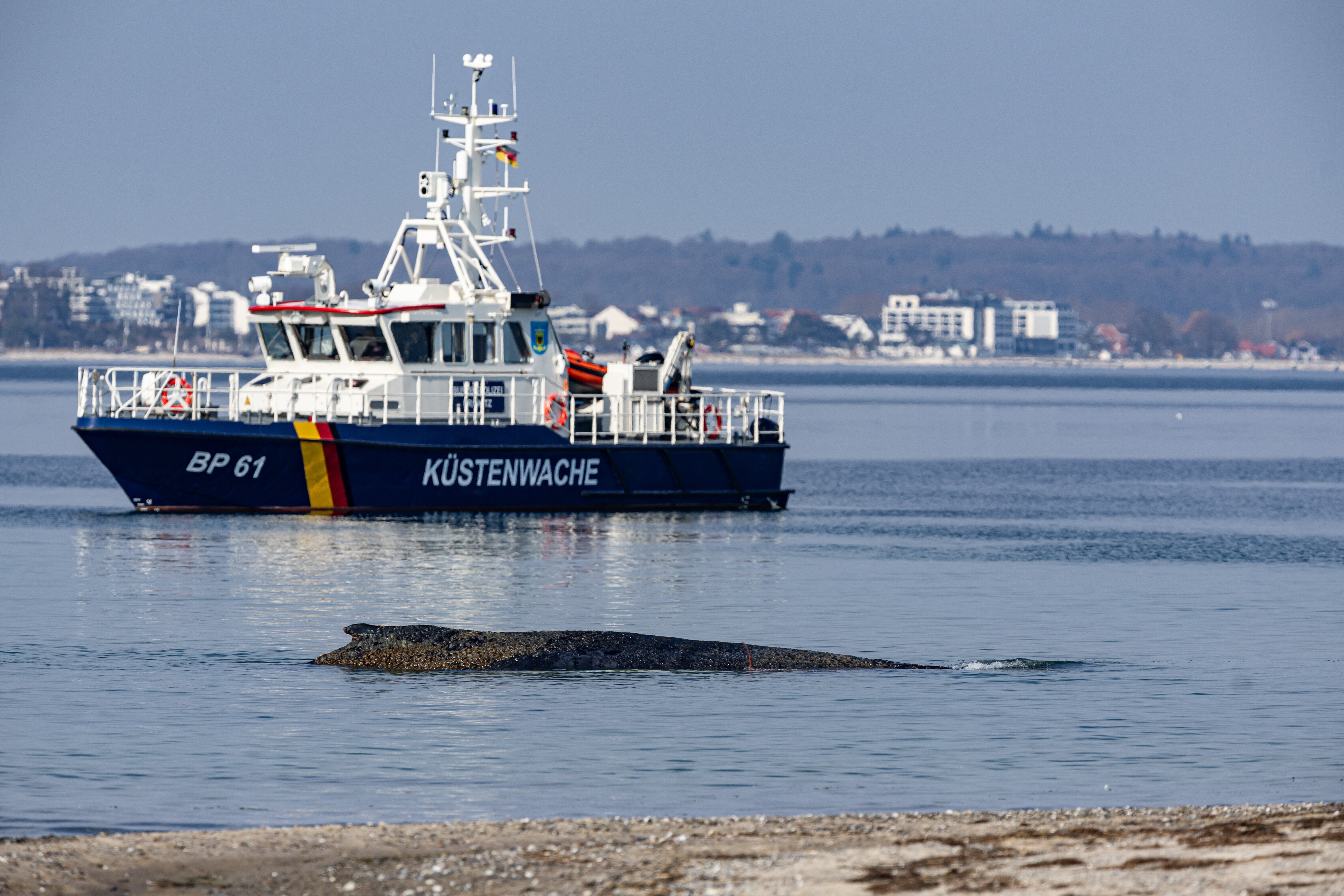 Boats have tried to create large waves to release the mammal