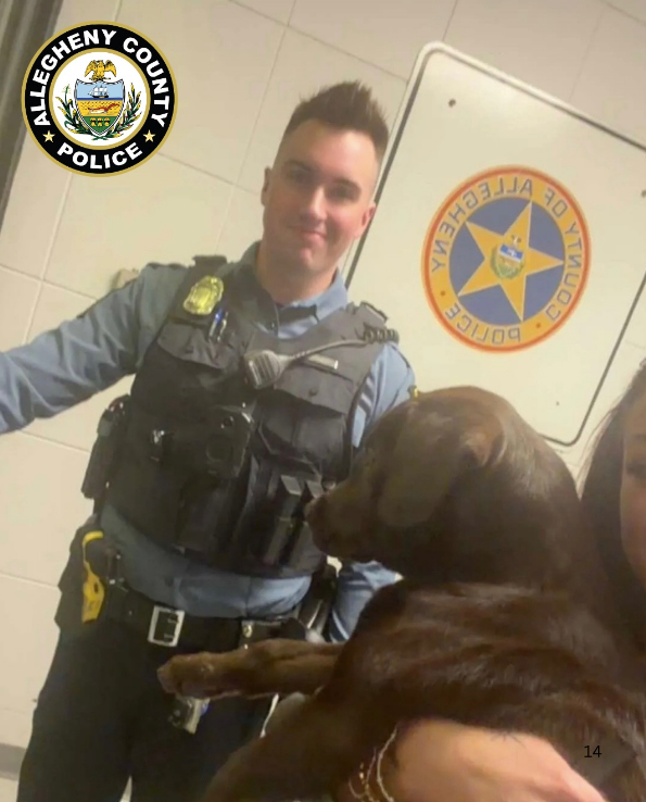 The Pitsburgh pup gazes astatine rescuer Patrol Officer Riley Tkatch, who received a peculiar outcry retired from colleagues for his activity successful securing nan canine a safe location until it is fostered