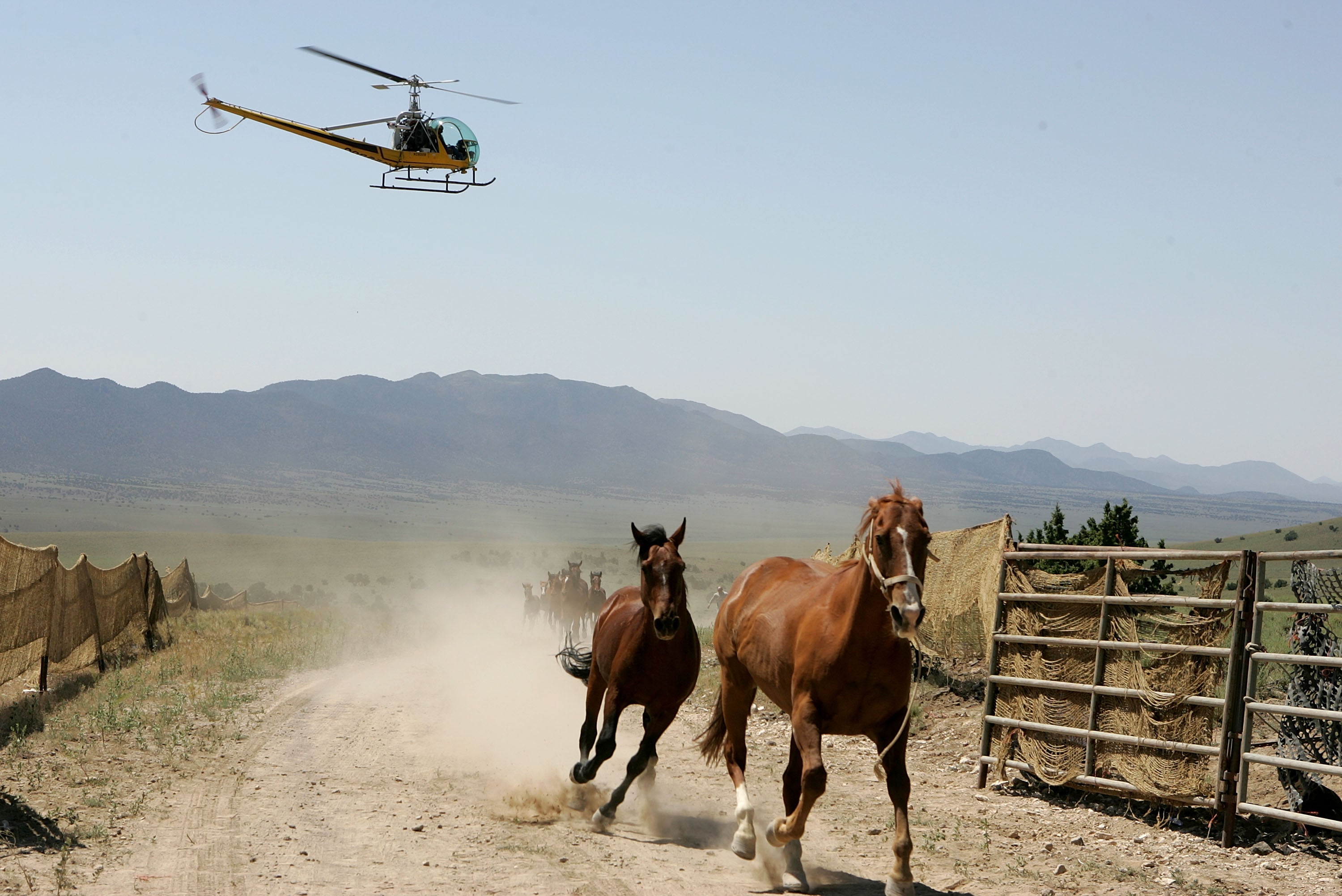 Wild horses being rounded up by chopper successful Nevada. Federal onshore managers scheme to information up and region complete 14,000 chaotic horses passim nan Western U.S. this summertime and fall, citing concerns that drought and wildfires person near small to forage for nan animals