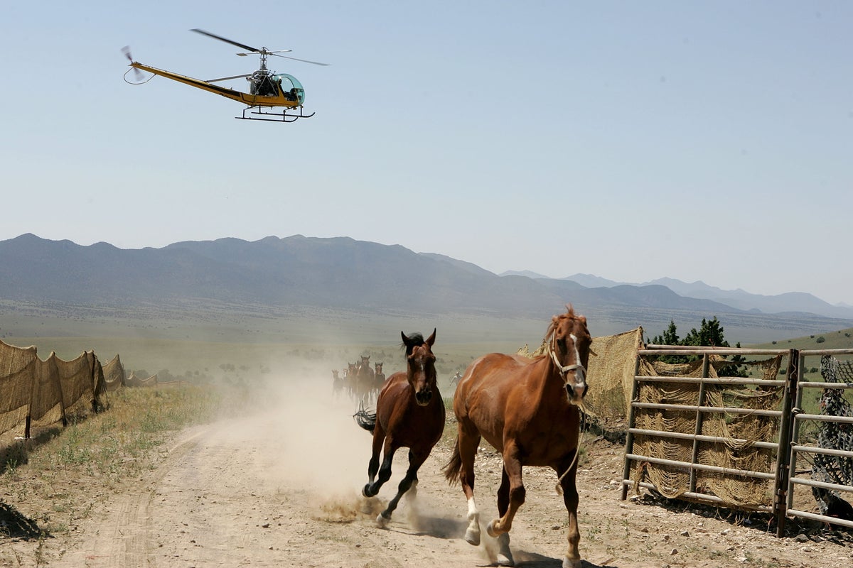 Feds planning to remove 14,000 wild horses from the West in controversial helicopter round-ups due to drought and wildfire concerns