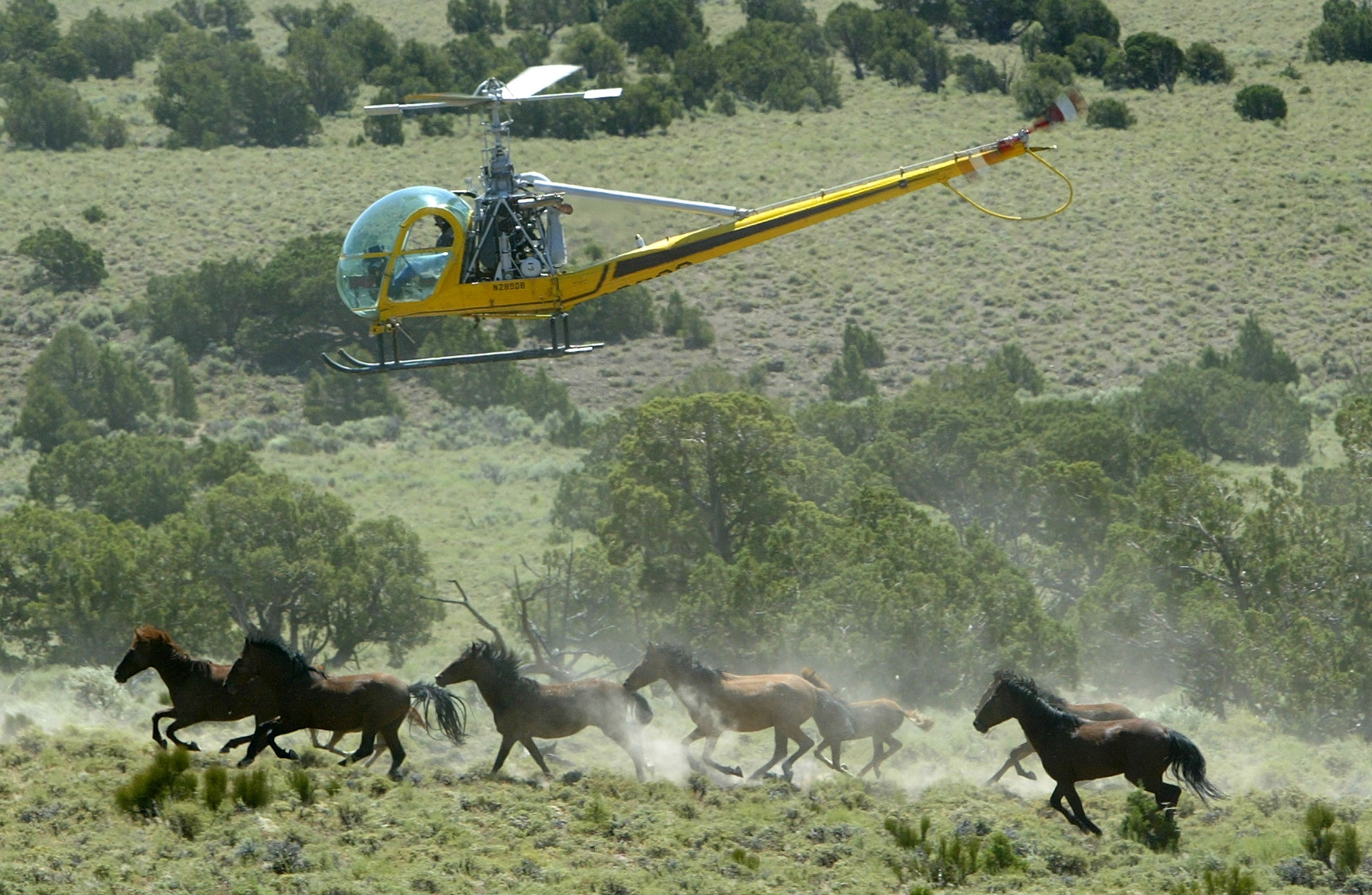 A chopper flying complete chaotic horses successful Nevada. Federal officials scheme to usage helicopters crossed respective U.S. states this summertime to information up and region chaotic horses