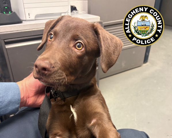 Texas man charged for abandoning puppy in departures area of international airport