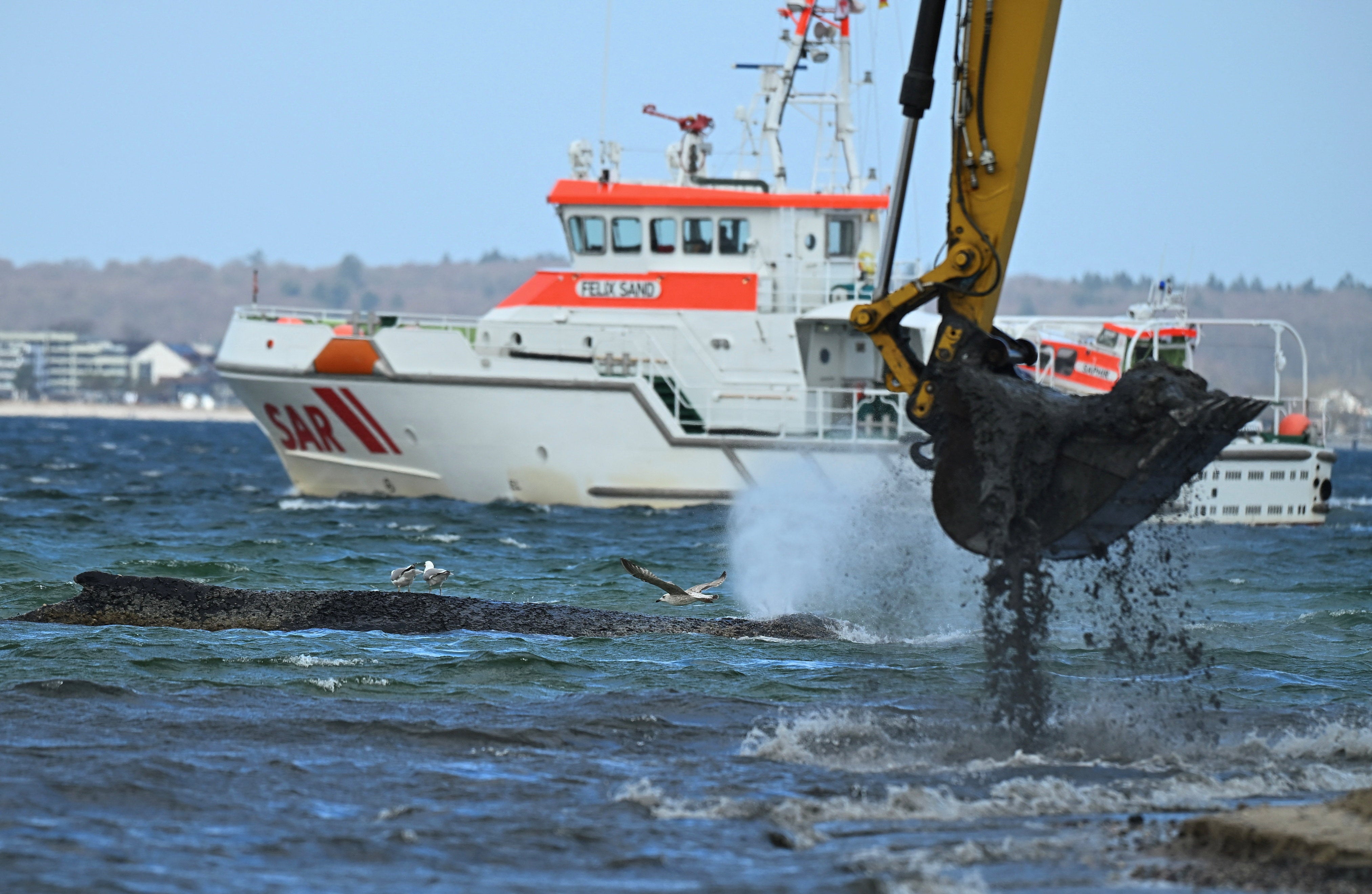 An excavator lifts a pile of seabed as rescuers try to refloat the whale