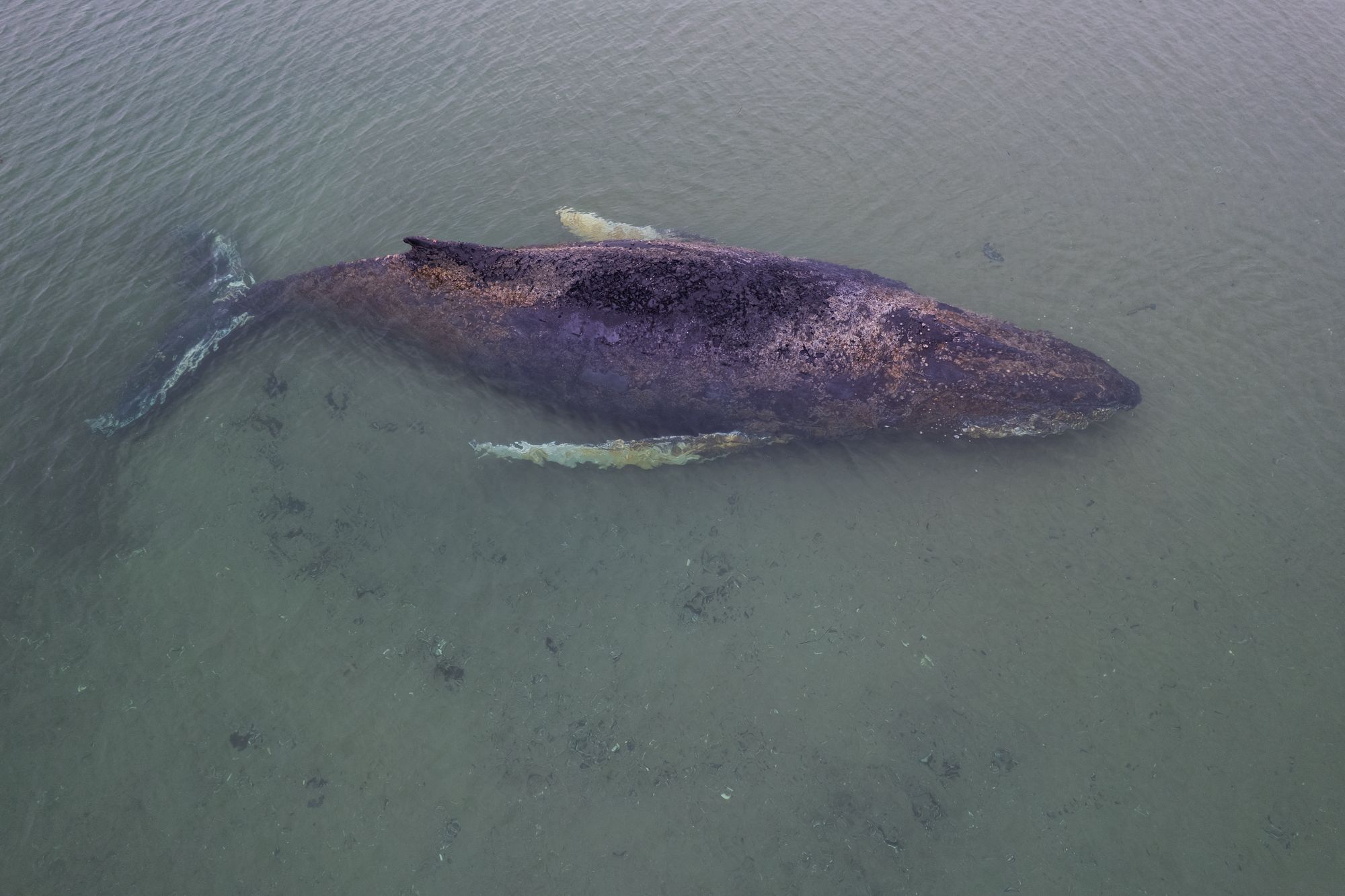 The whale had fishing net wrapped around it. Rope was found in its mouth