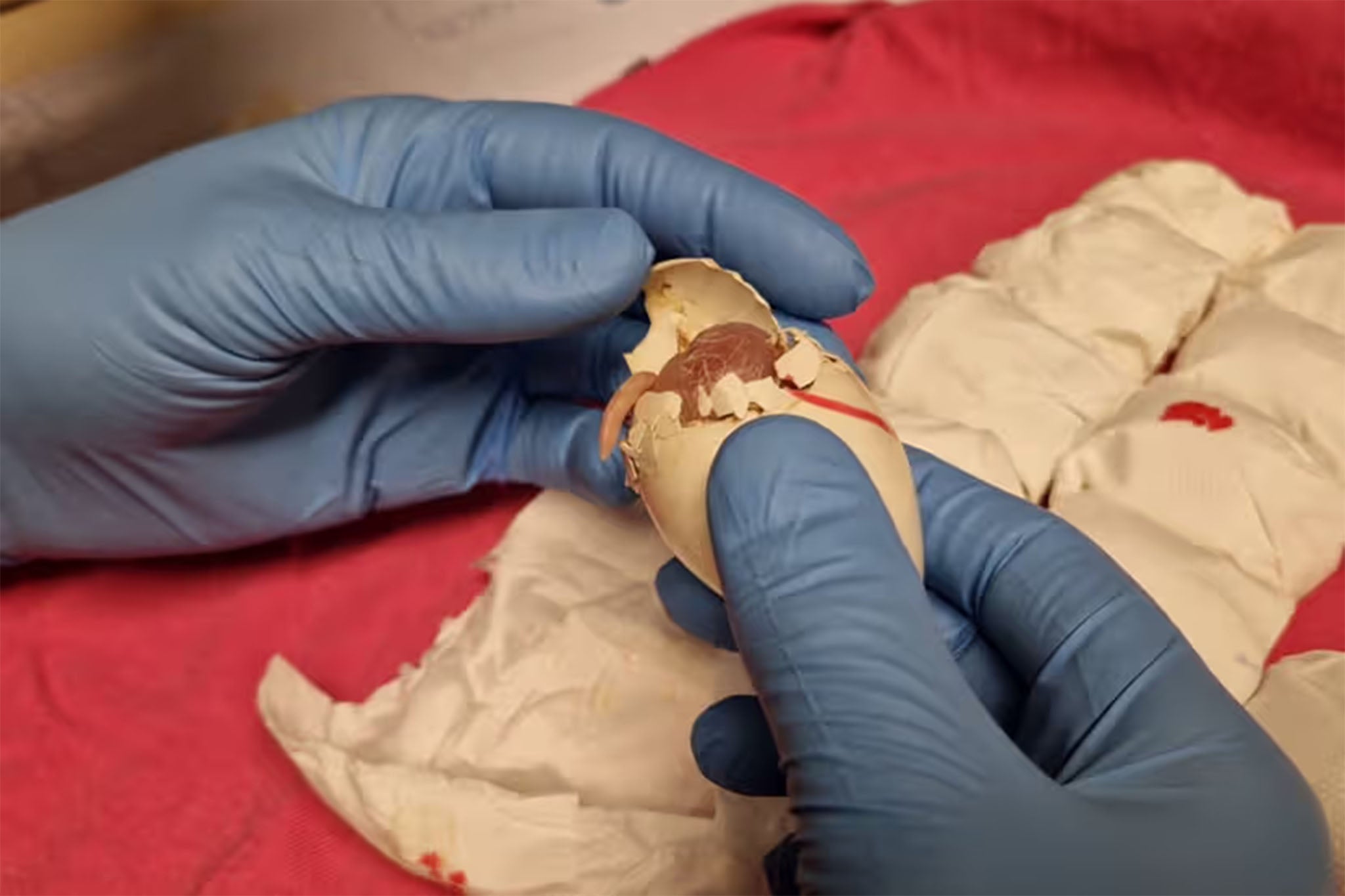 Parrot egg smugglers caught at airport as chick hatches from hand luggage