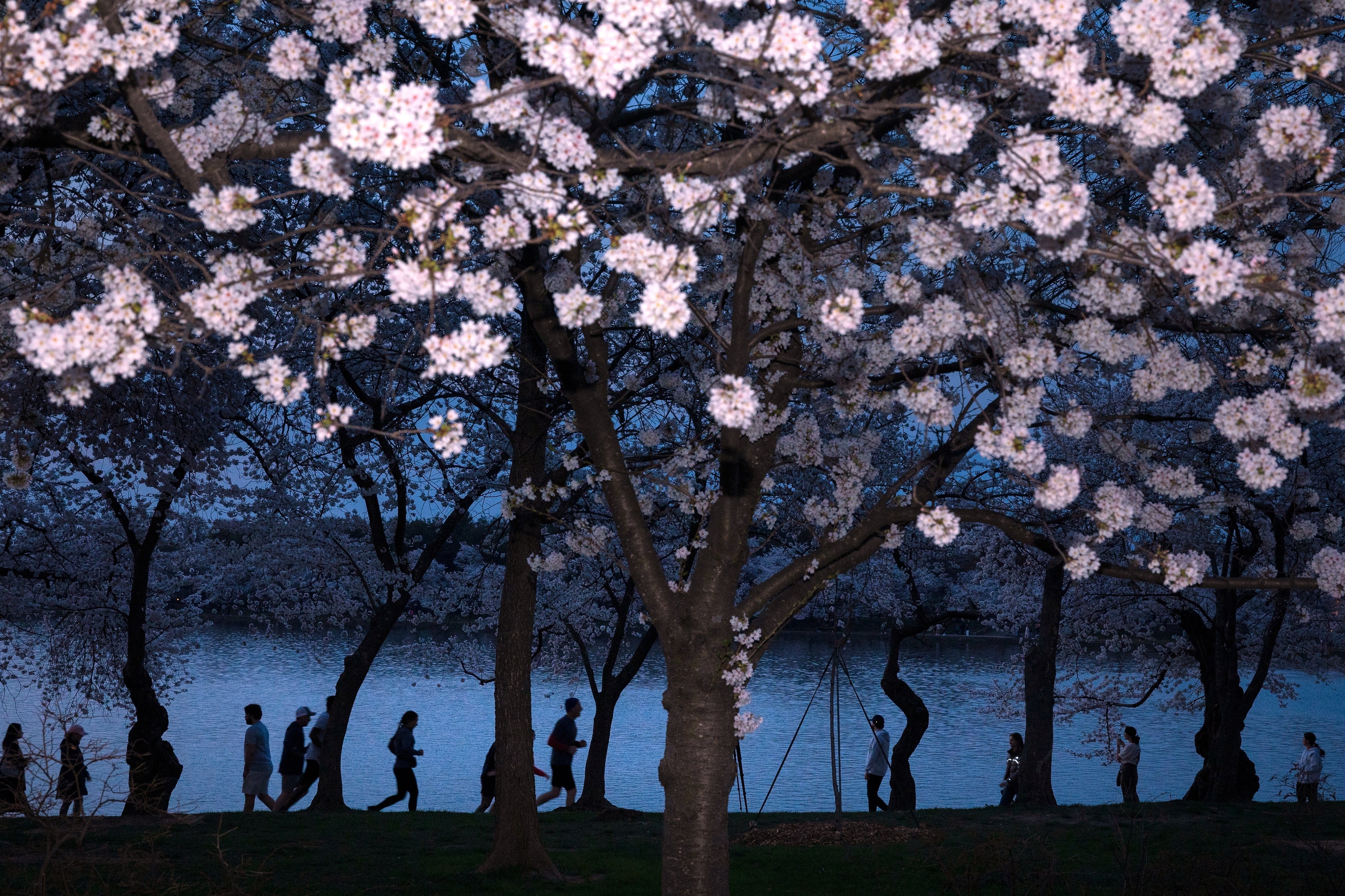 The cherry blossoms day backmost to a 1912 gift of 3,000 trees from nan politician of Tokyo, and nan Japanese authorities remains progressive successful their attraction and successful nan yearly show celebrations