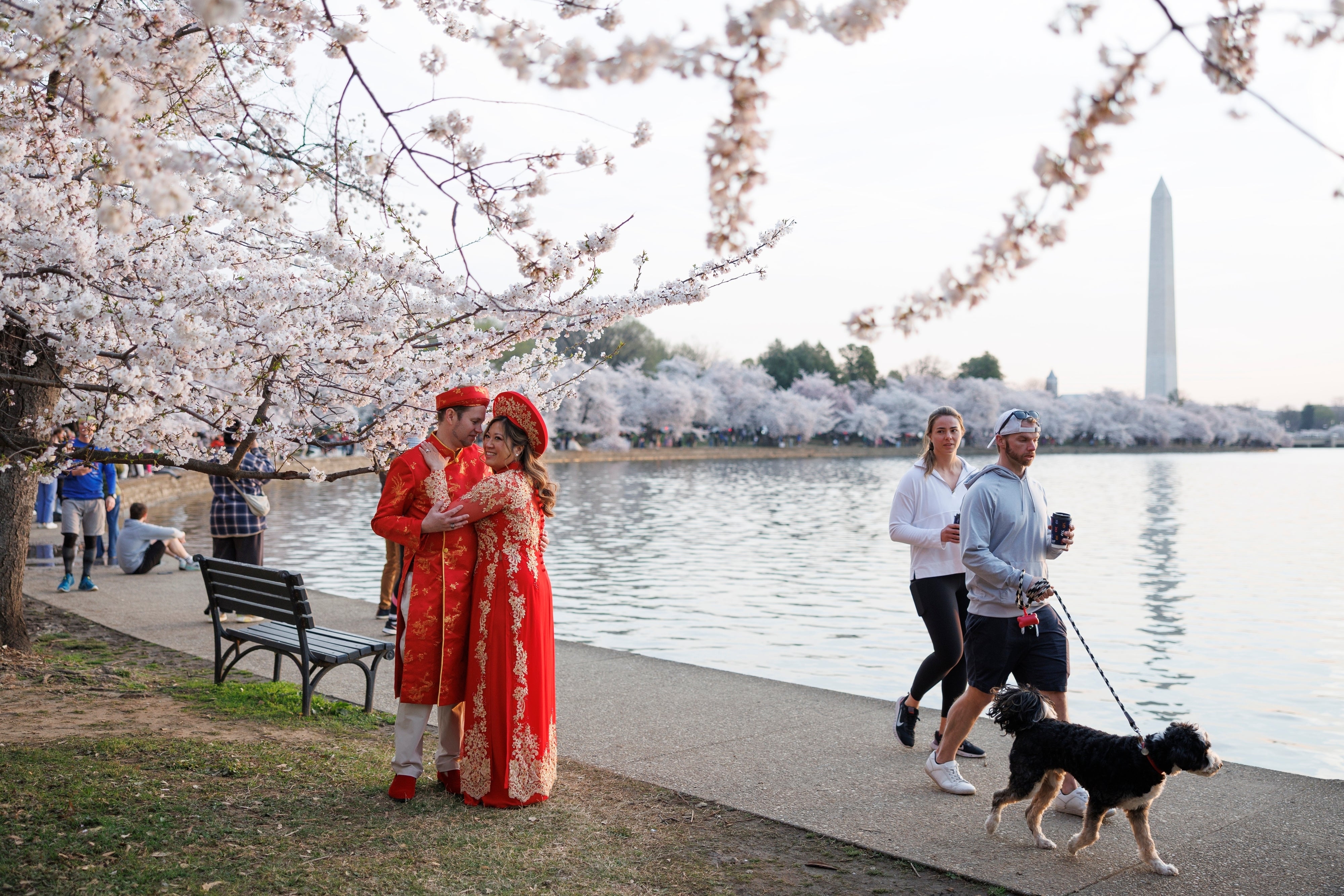 Aside from nan bloom of nan flowering trees themselves, there's besides nan four-week National Cherry Blossom Festival, which began March 20 and runs done April 12
