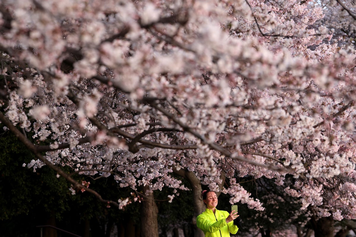 Cherry blossoms in Washington DC have hit peak bloom but it won’t last long