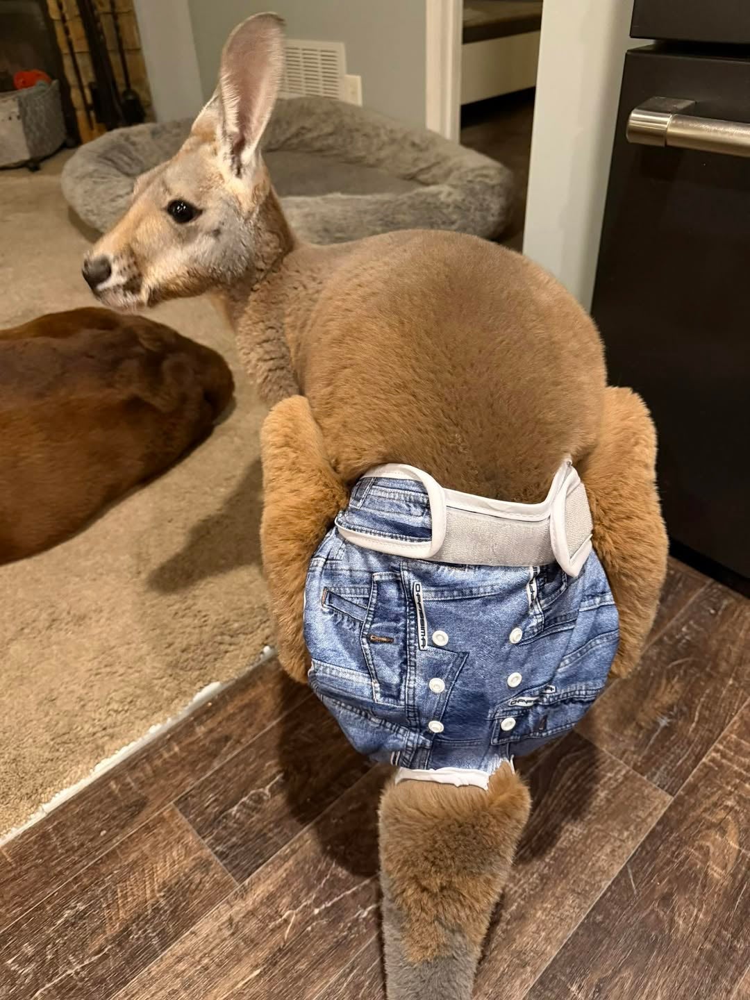 Chesney nan kangaroo escaped from Sunshine Farm successful Wisconsin