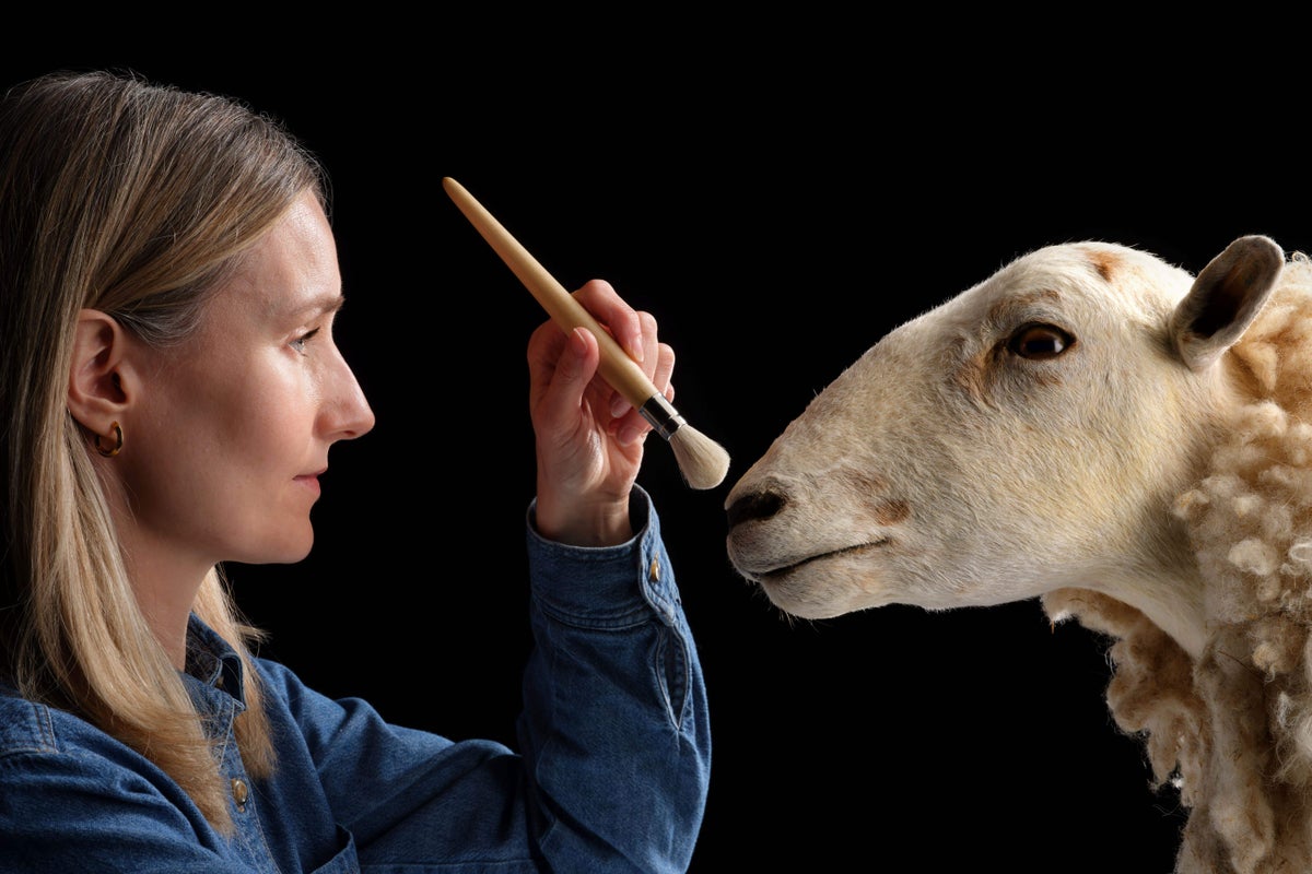 Cloned predecessor to Dolly the sheep goes on permanent show at museum