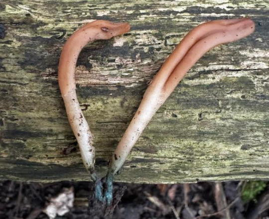 Rare ‘Earthtongue’ fungus found in ancient woodland is new species for UK