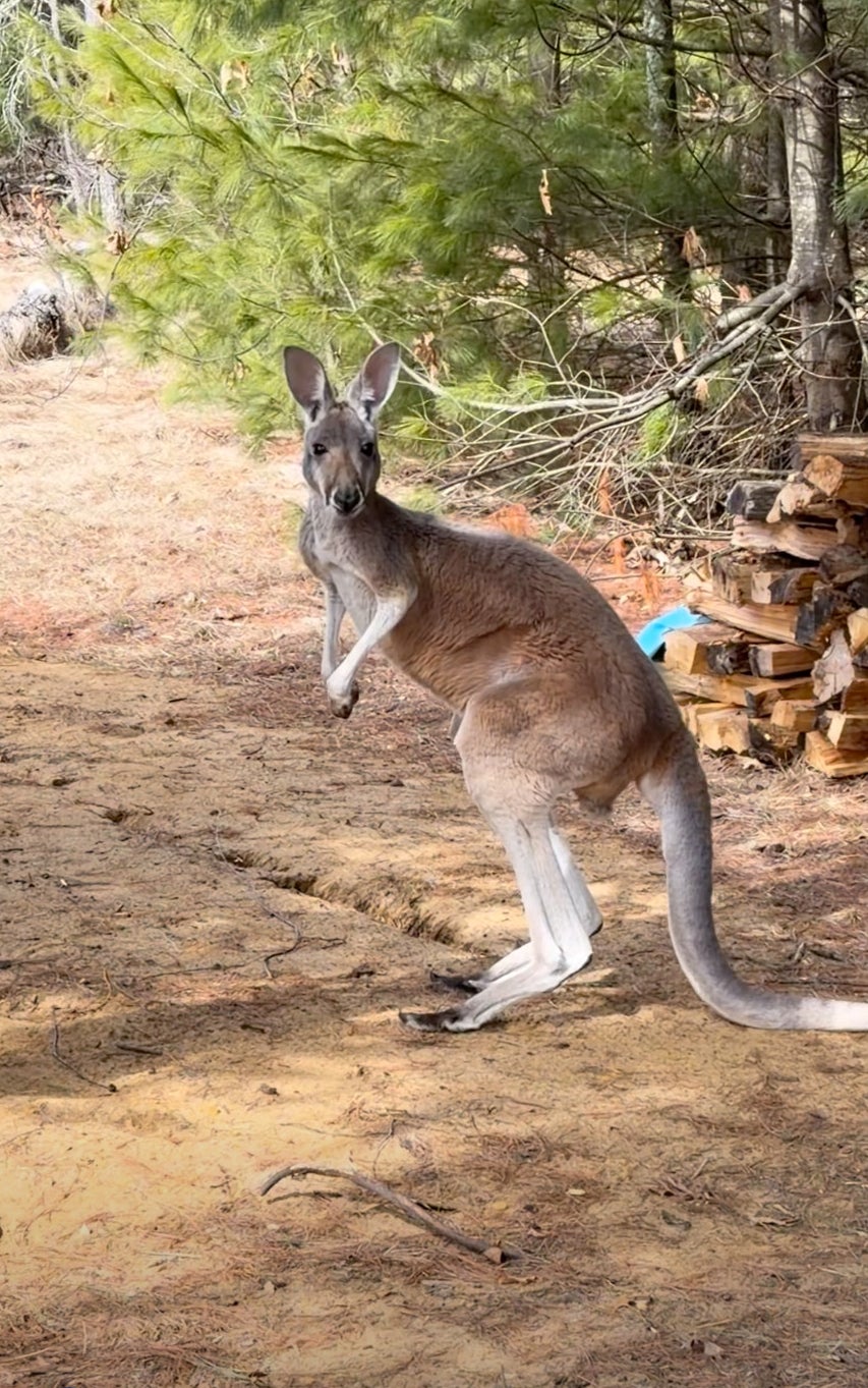 How runaway kangaroo was found three days after Wisconsin petting zoo escape