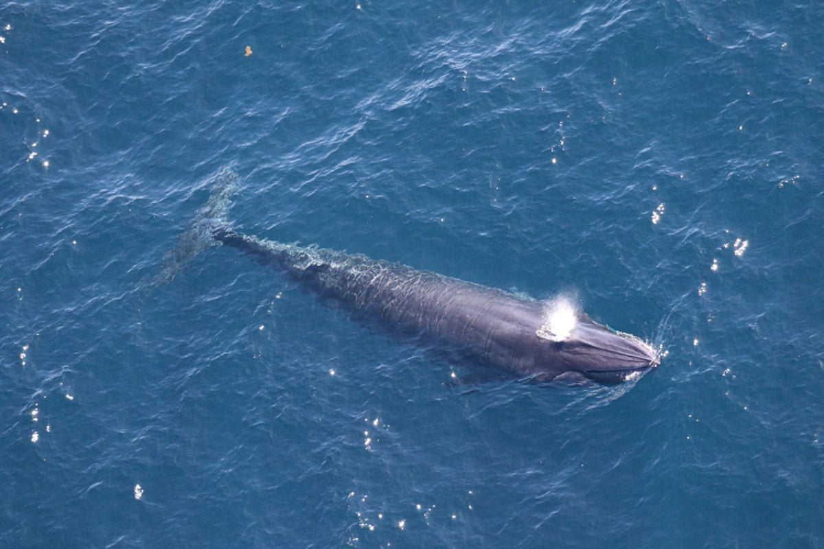 One of the world’s rarest whales under threat from Trump’s Gulf drilling plans