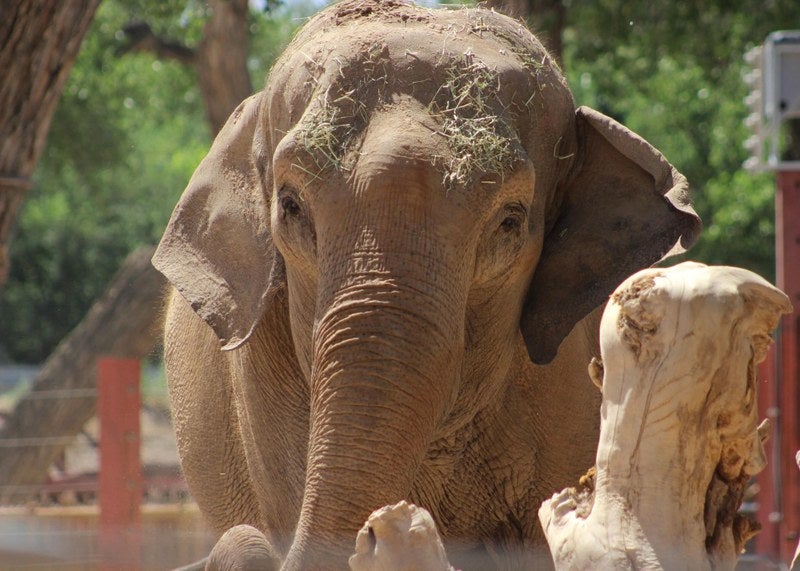 Elephant breaks free of her enclosure in New Mexico zoo: ‘She had a little night out’