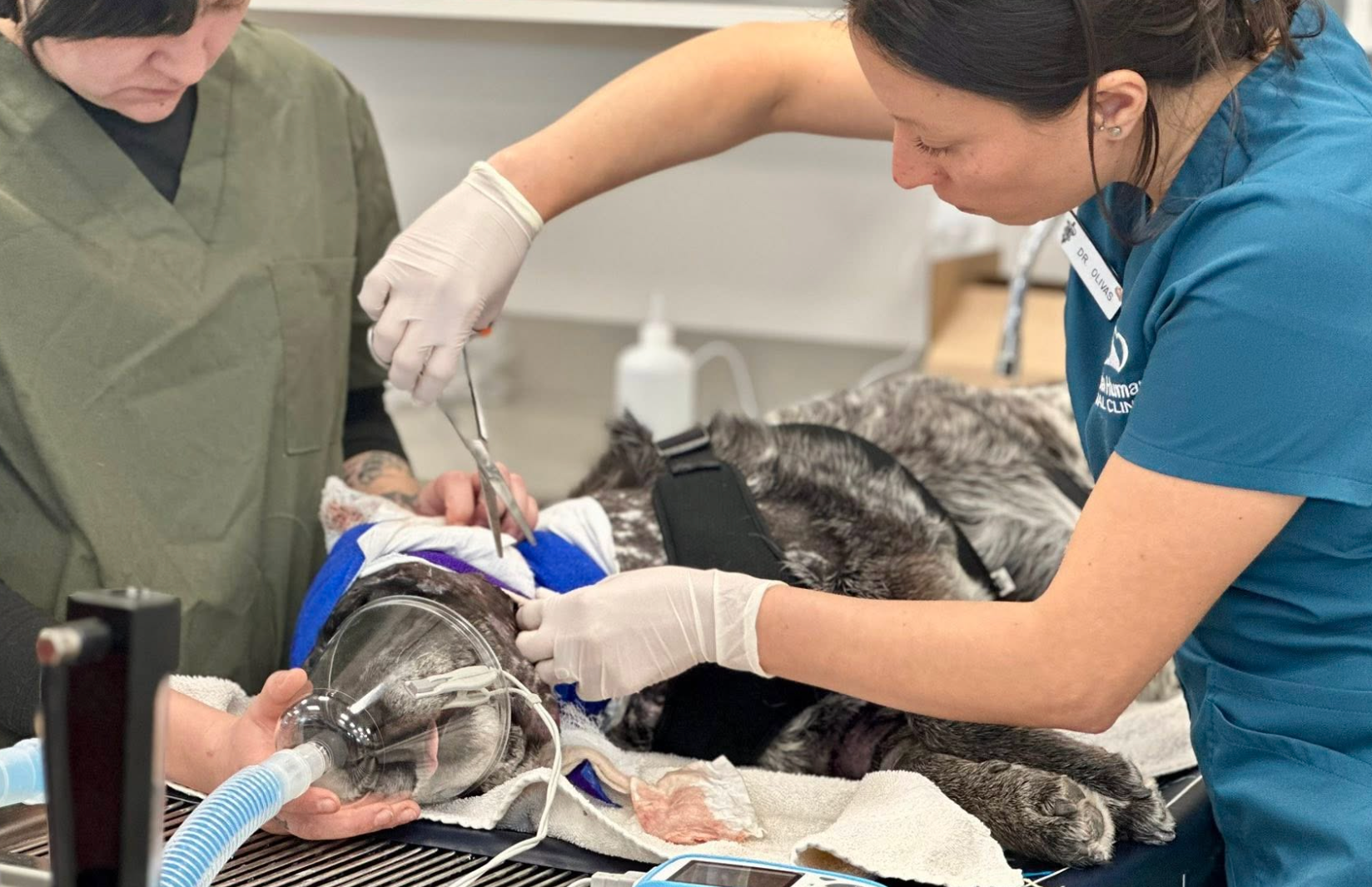 Honey, who has now earned nan title of ‘bear slayer,’ was treated for ‘catastrophic’ injuries pursuing nan sadistic run-in successful early March