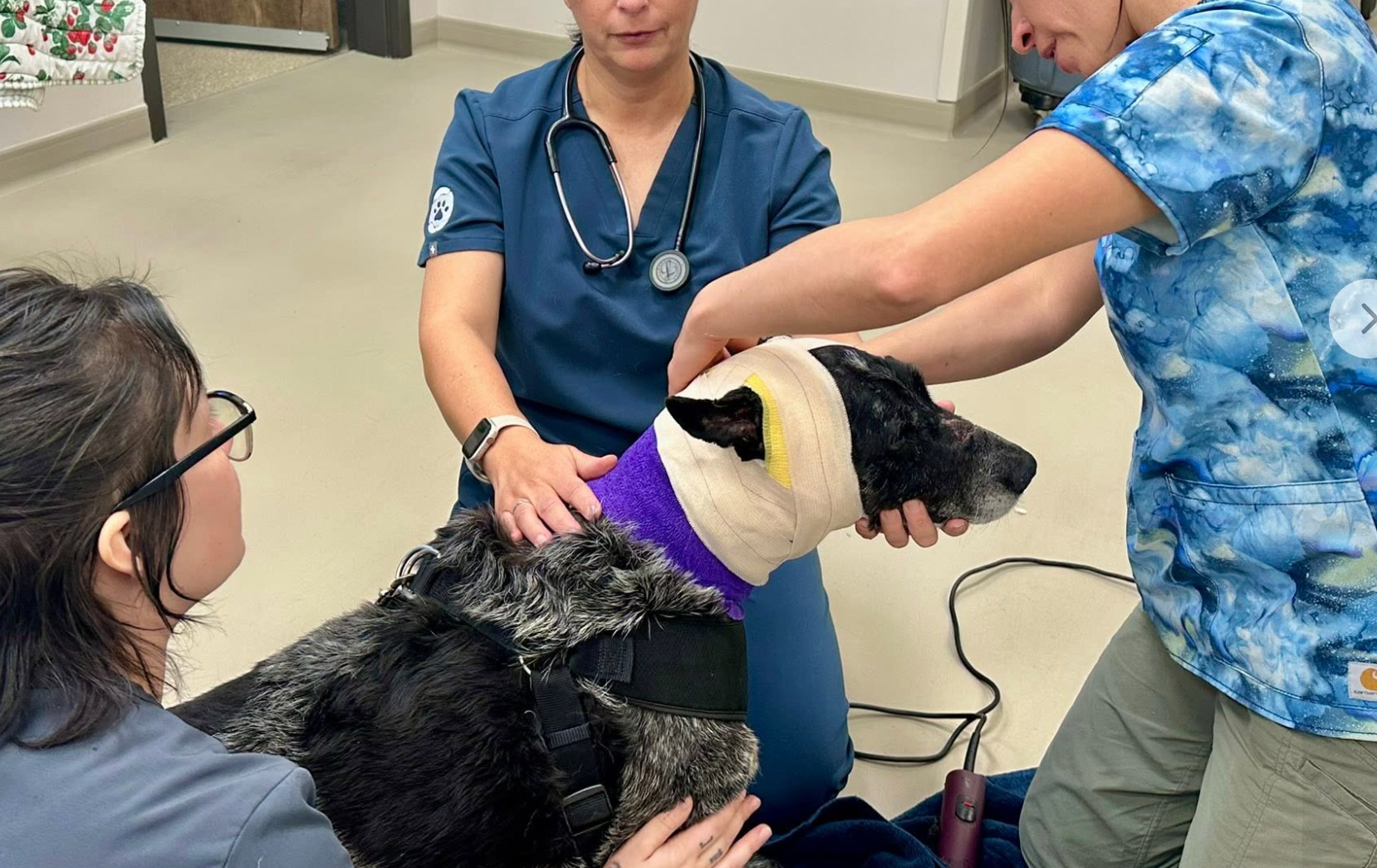 Española Humane, nan nonprofit shelter that treated Honey astatine its urgent attraction unit, said her injuries were noticeable moreover from a distance