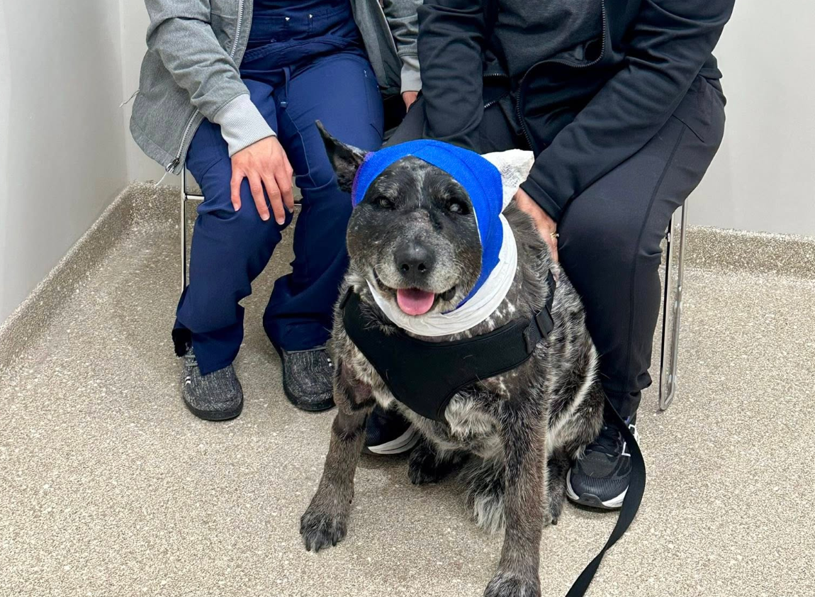 Half-blind, elderly dog risks her life fending off bear that broke into New Mexico home: ‘Our little savior’